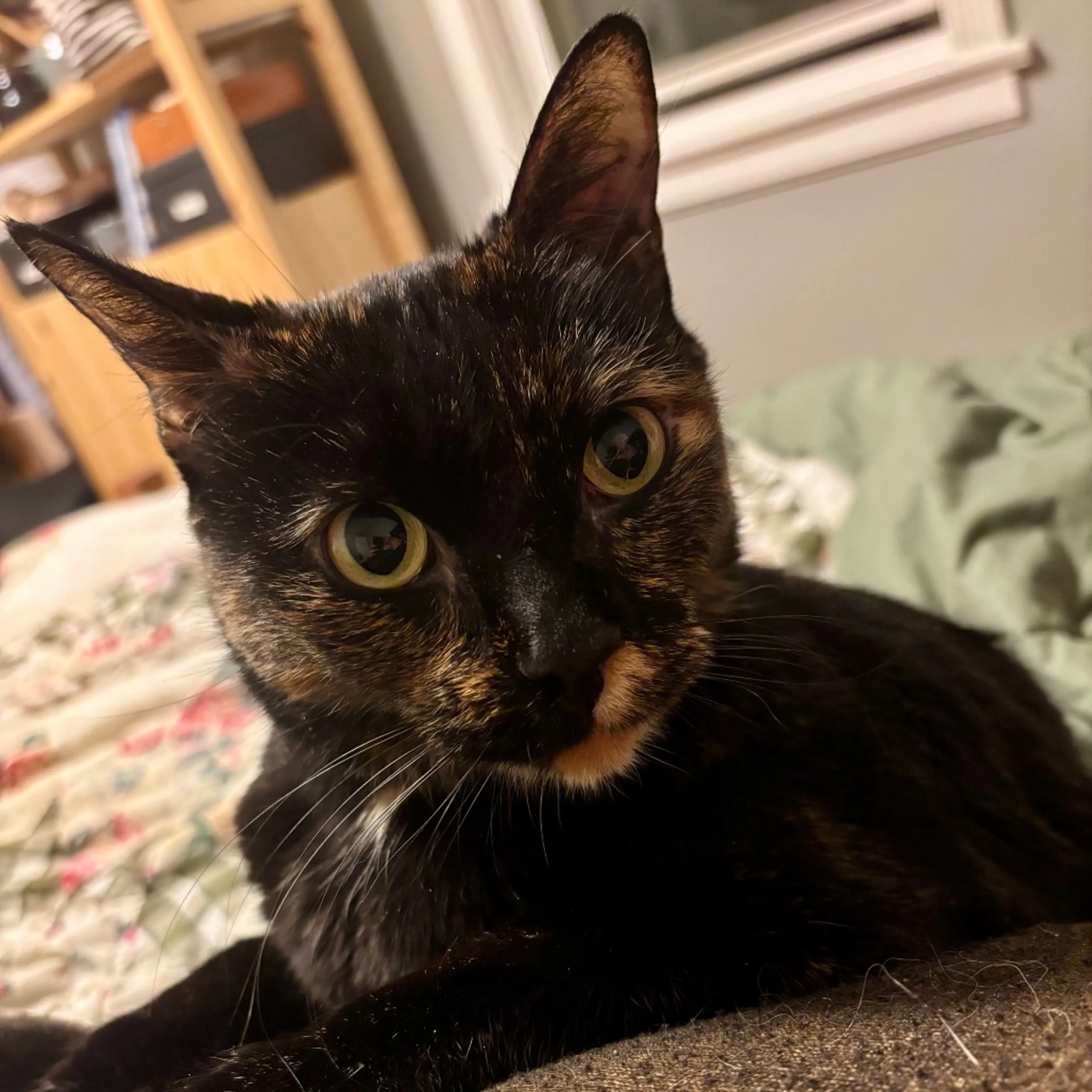 Found pet-1