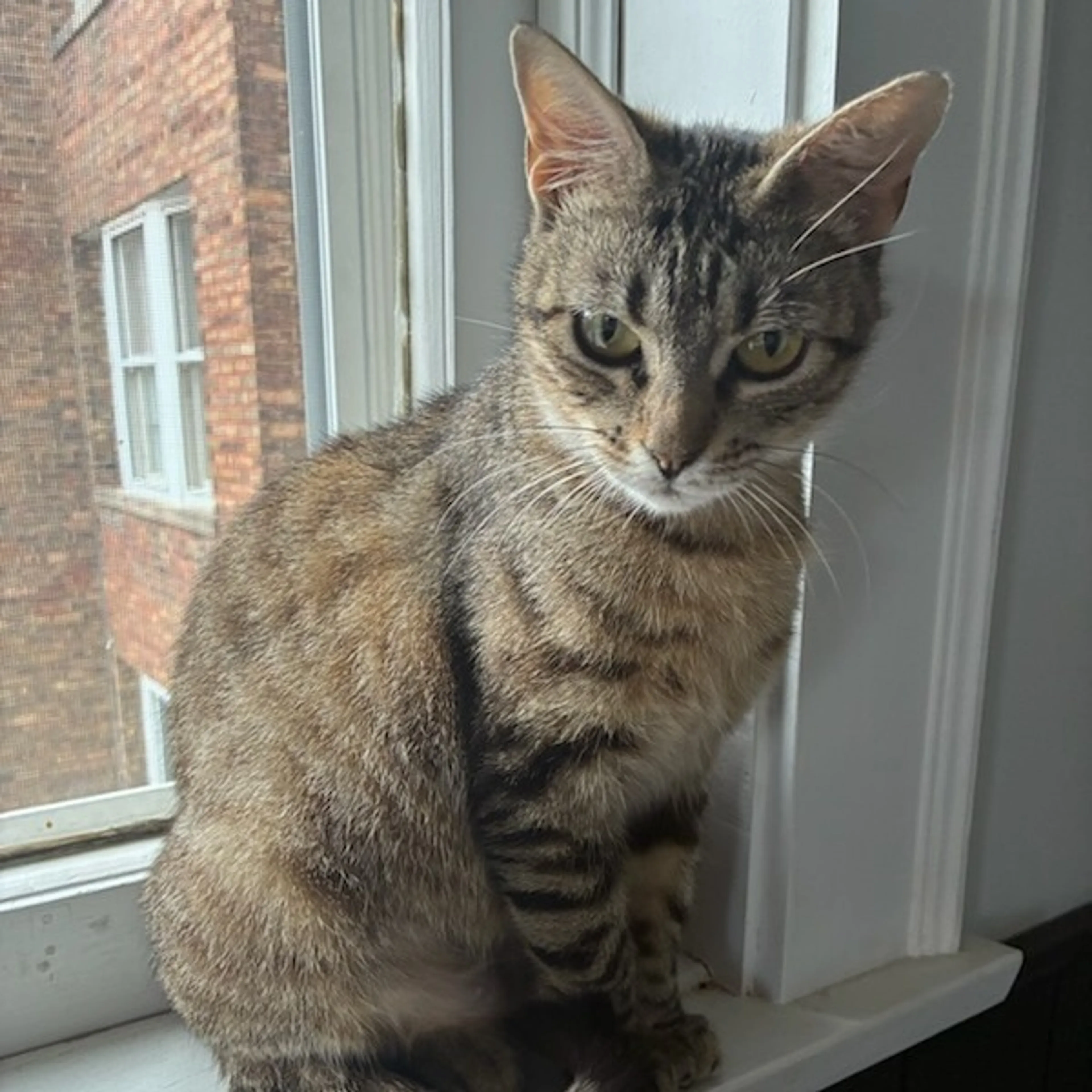 Found pet-4