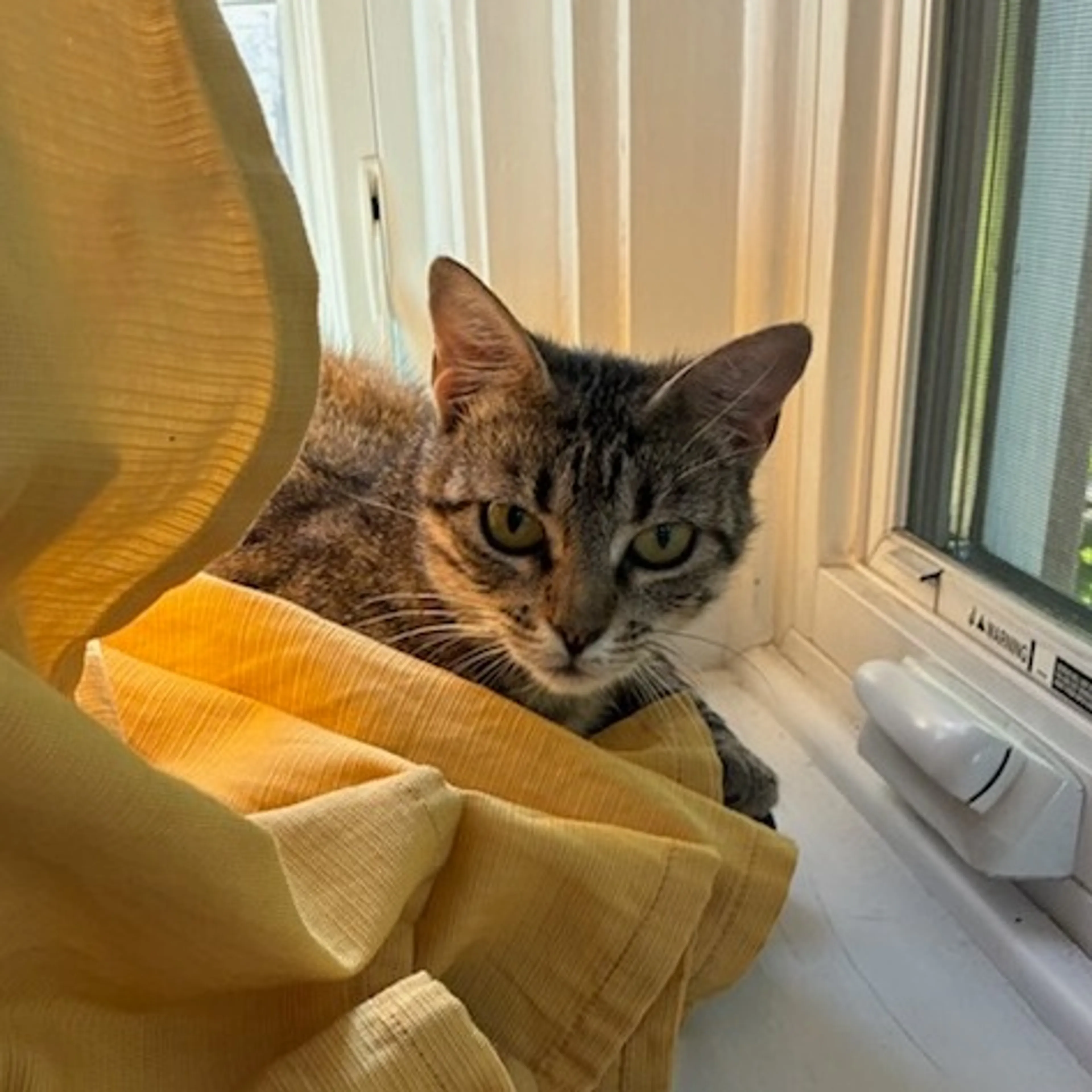 Found pet-0
