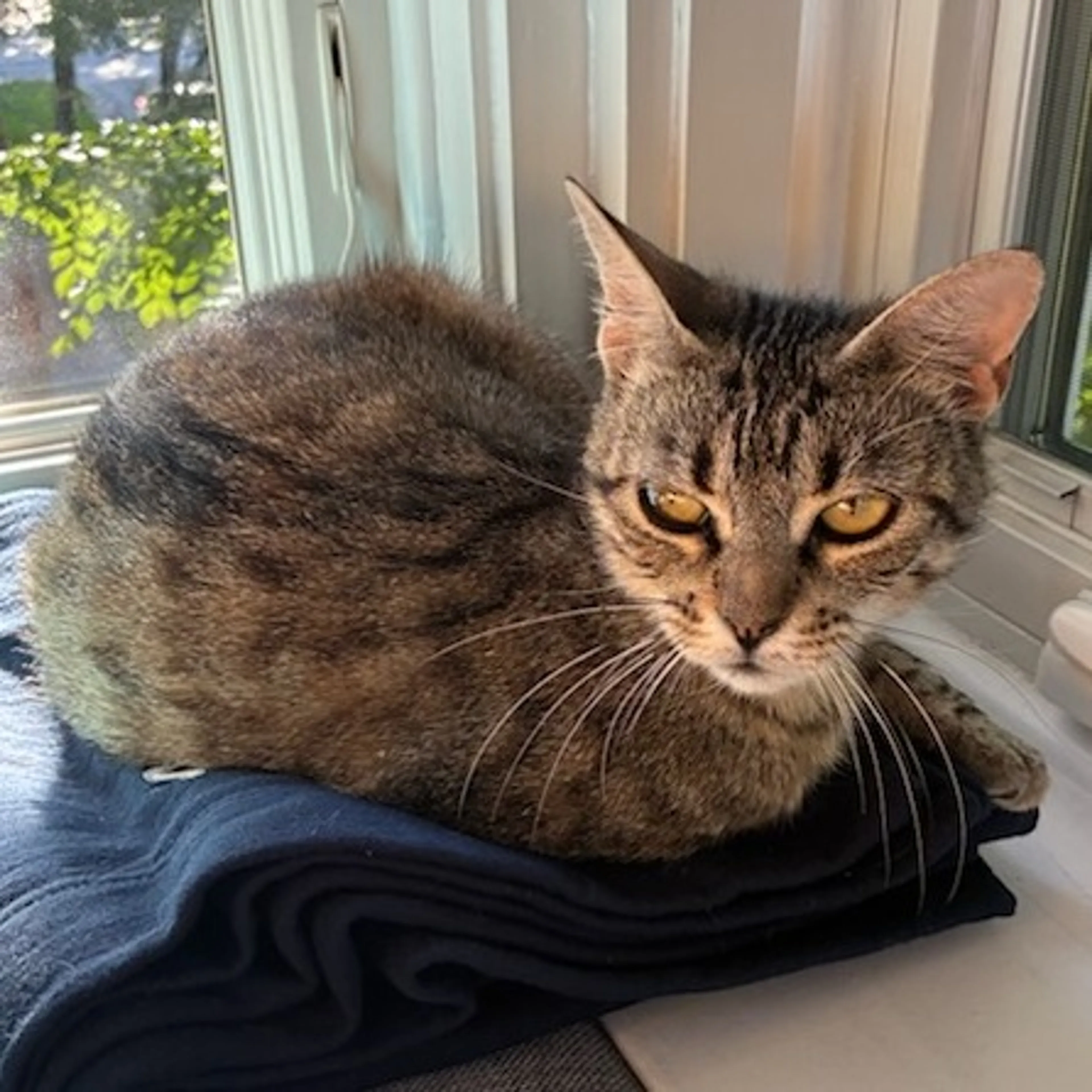 Found pet-1