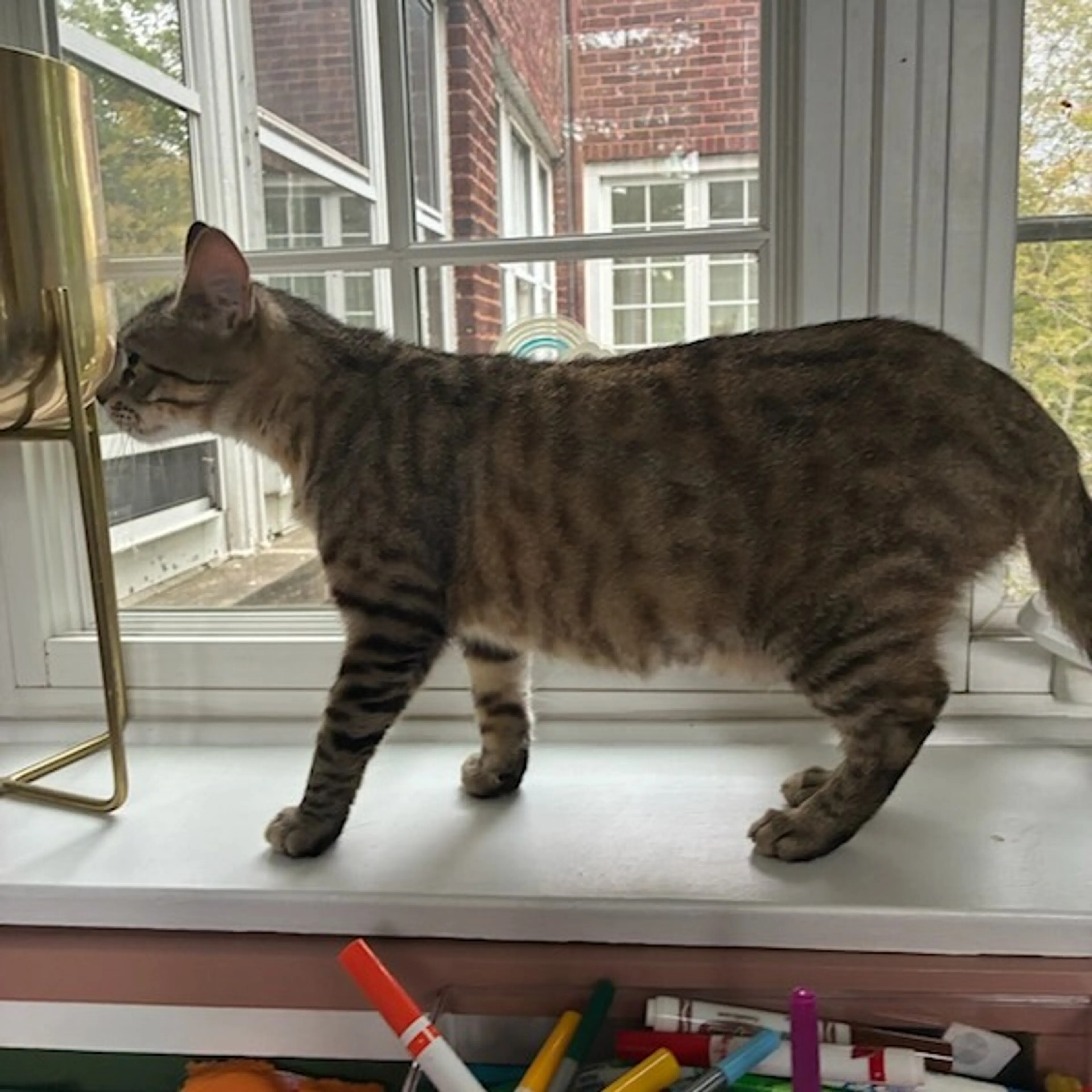 Found pet-3