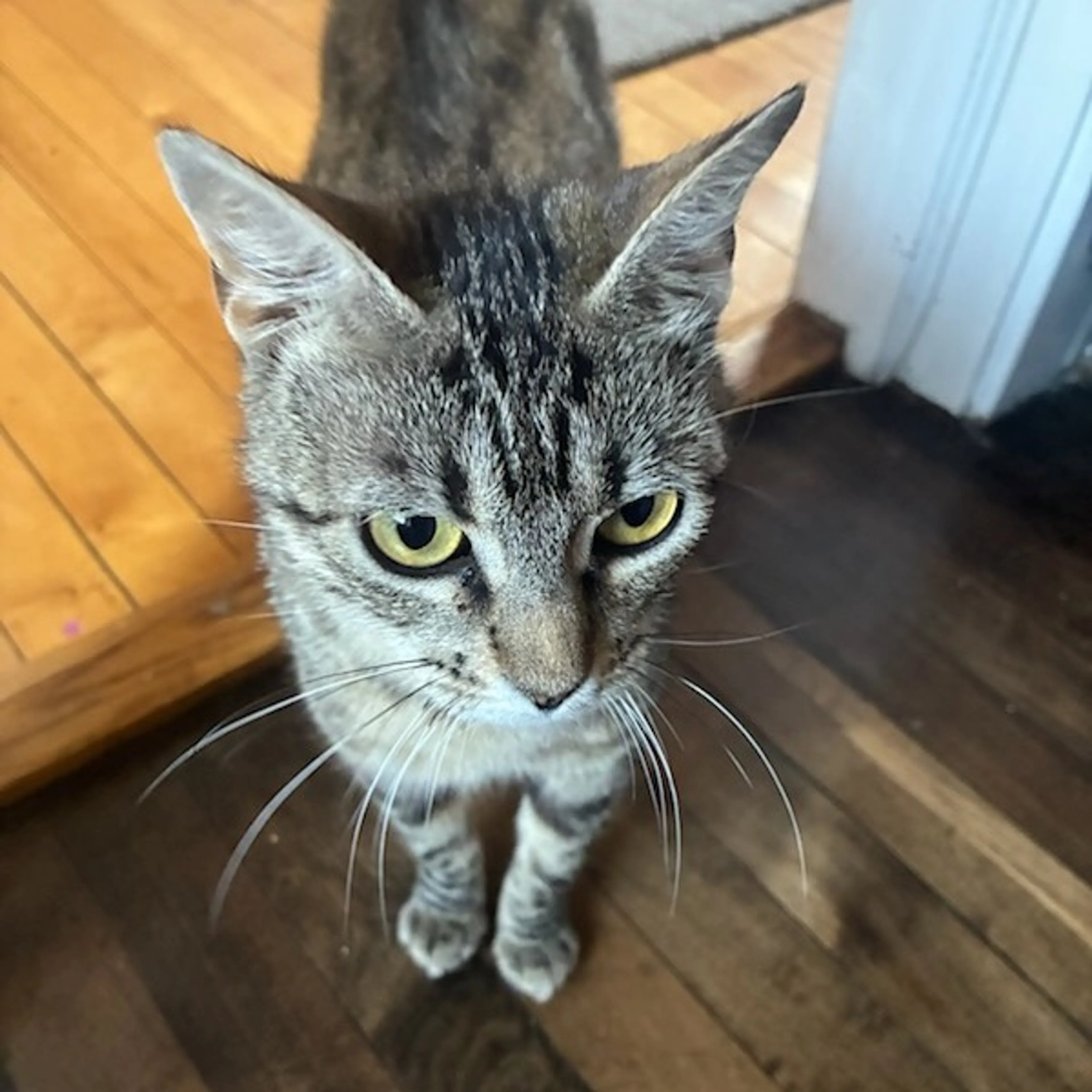 Found pet-2