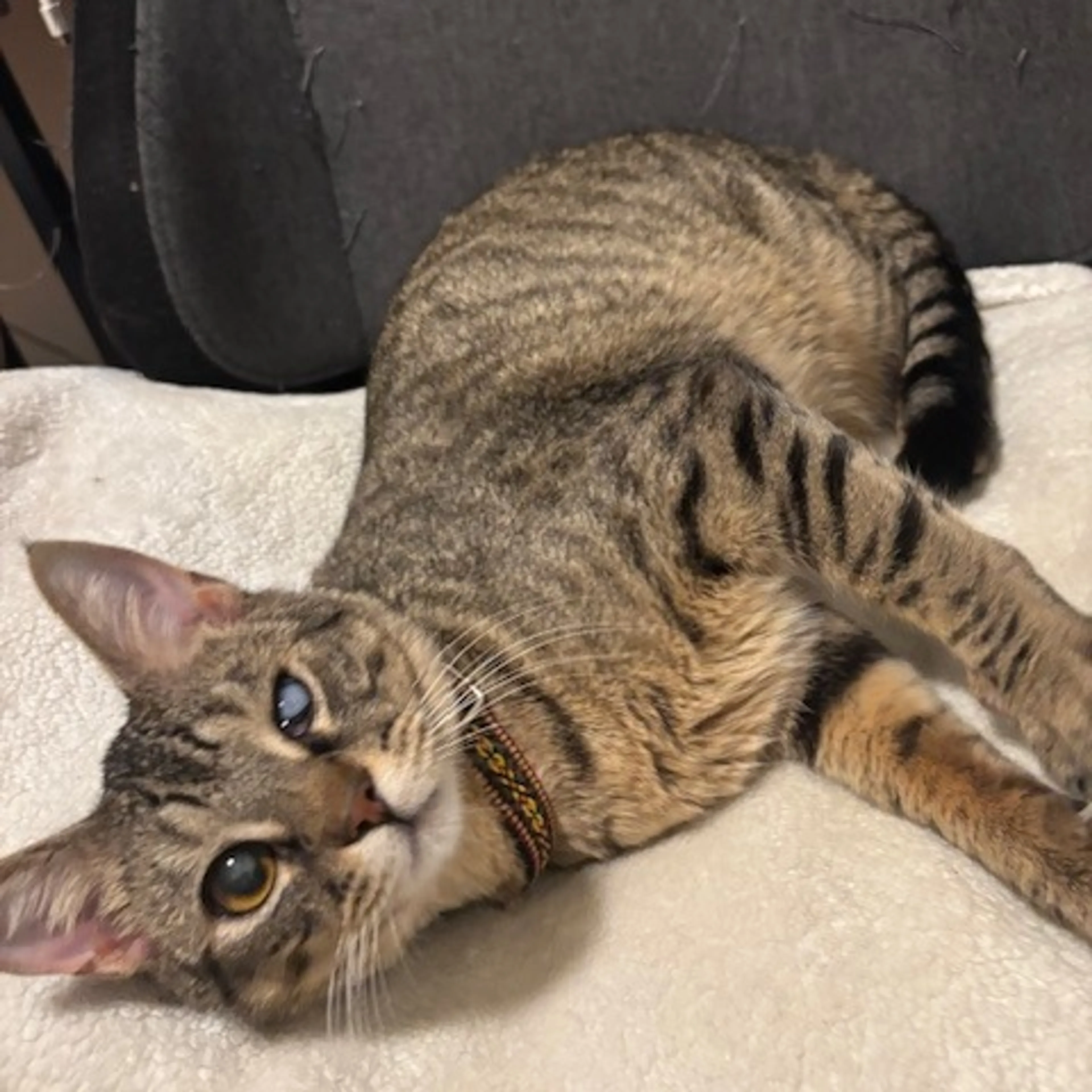 Found pet-4