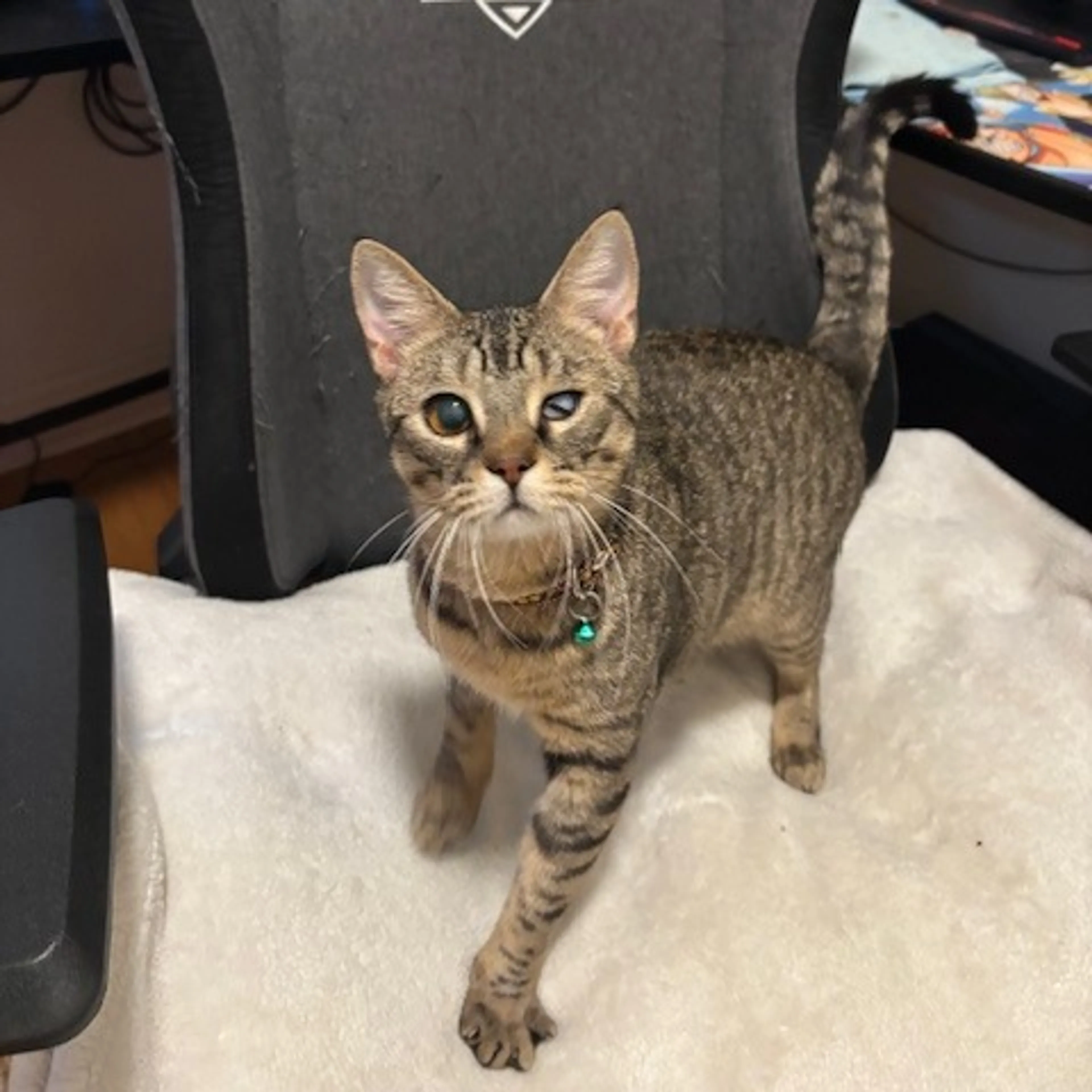 Found pet-0