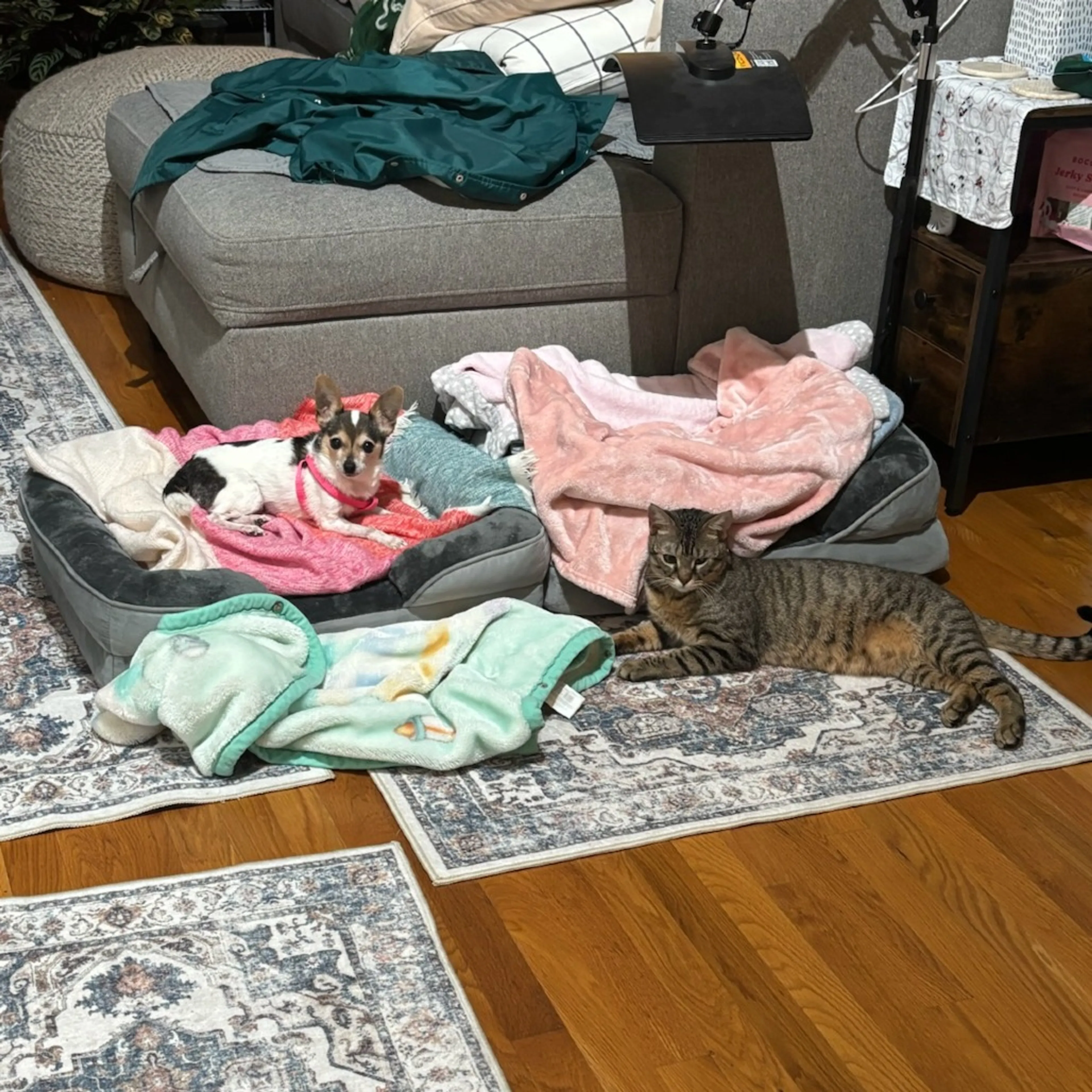 Found pet-5