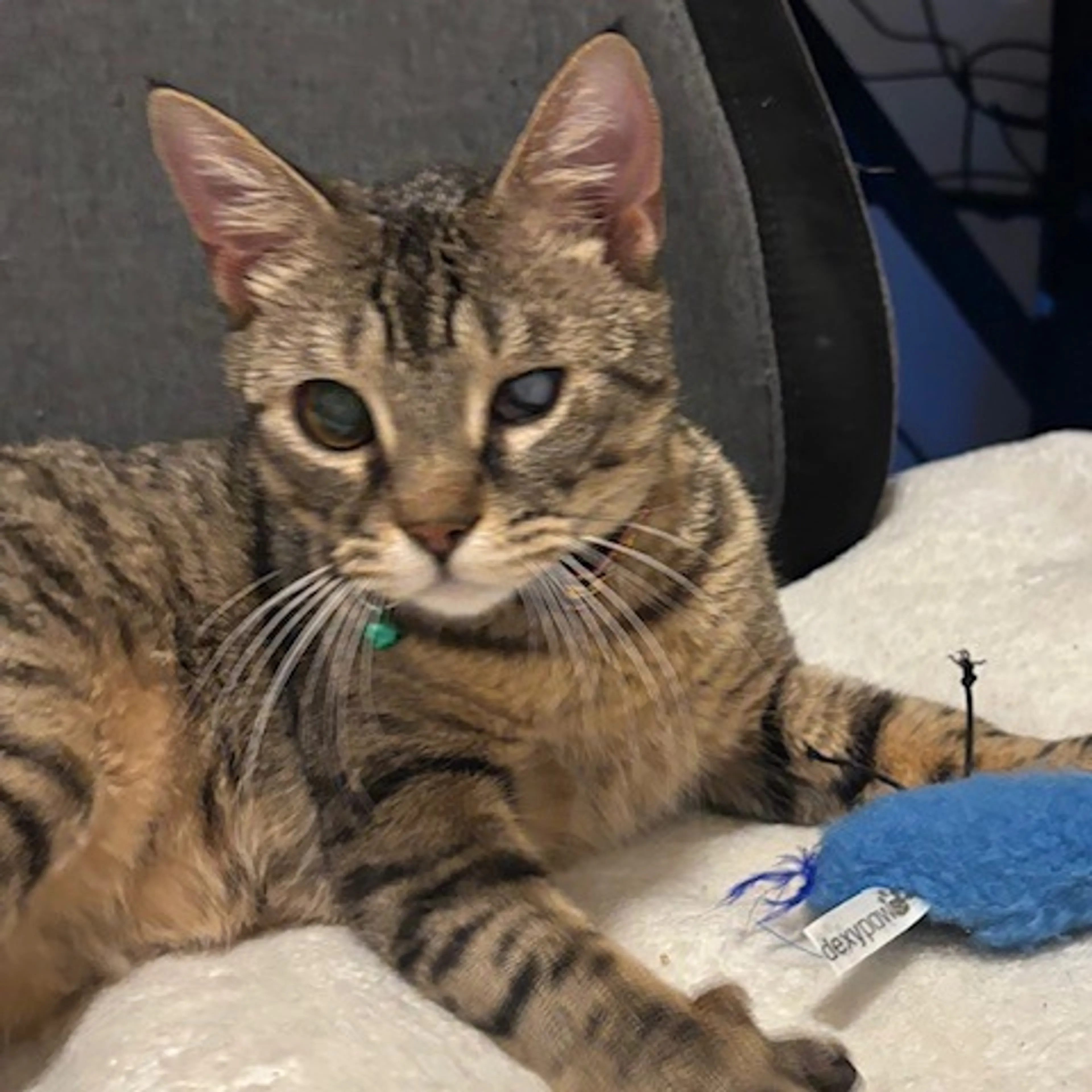 Found pet-3