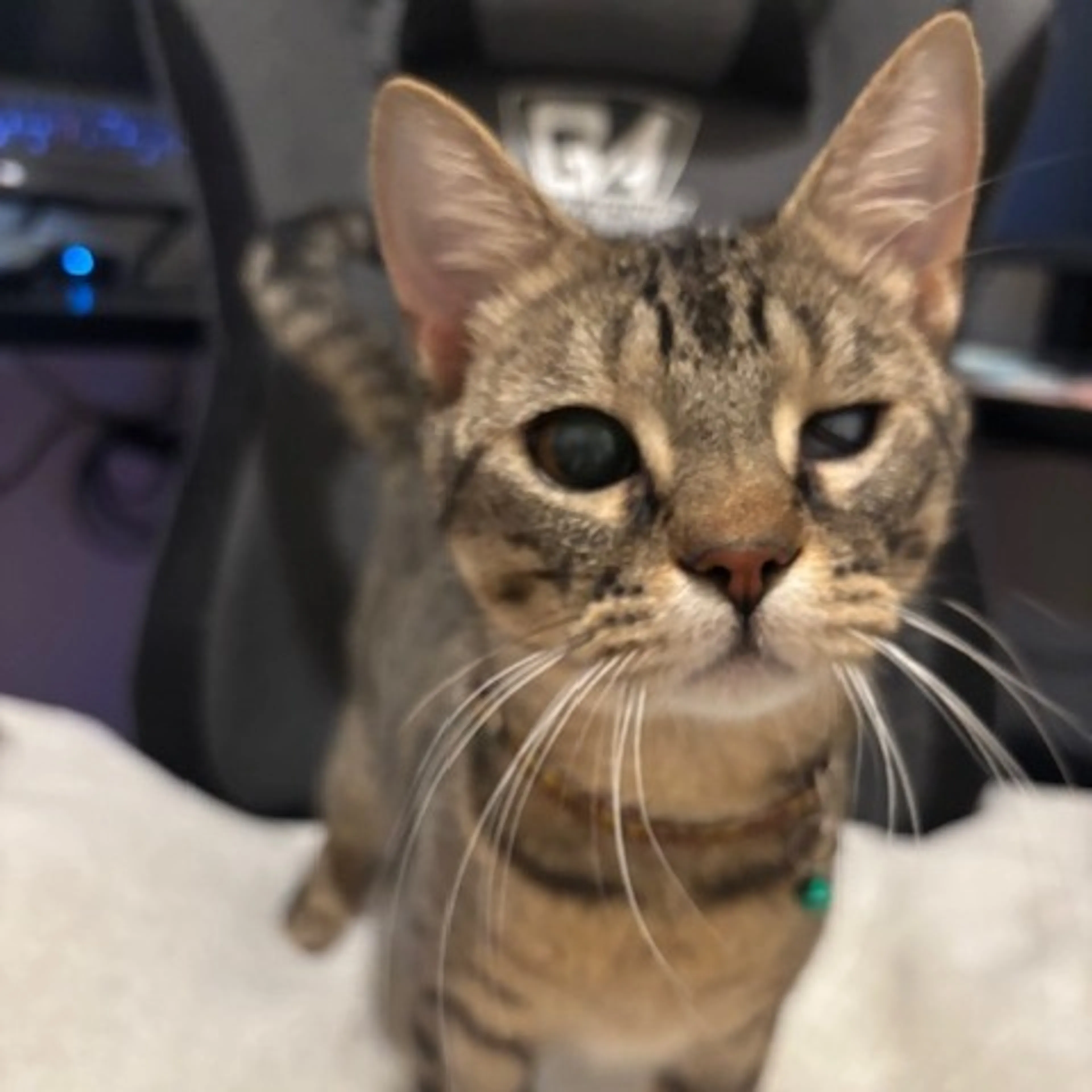 Found pet-2