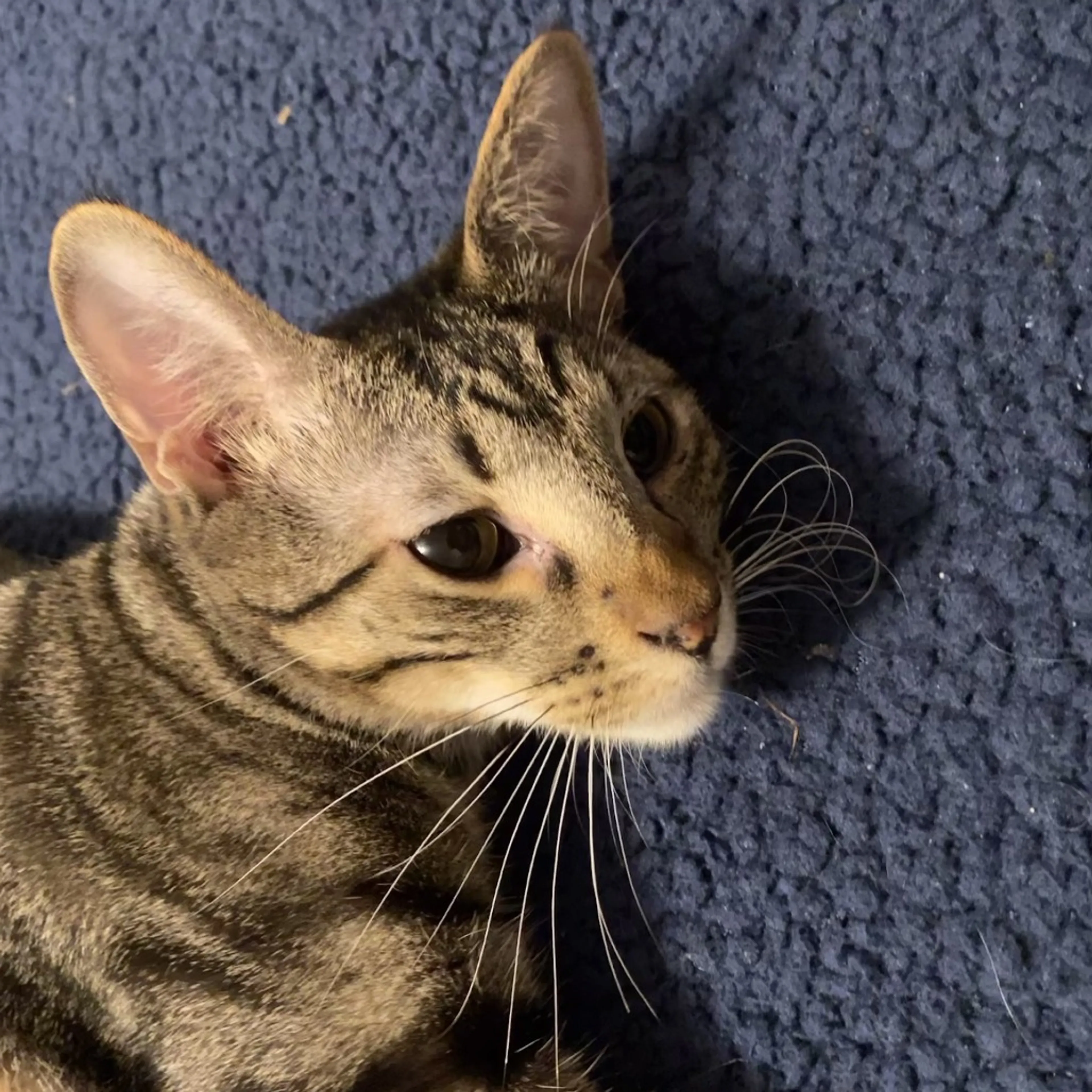 Found pet-2