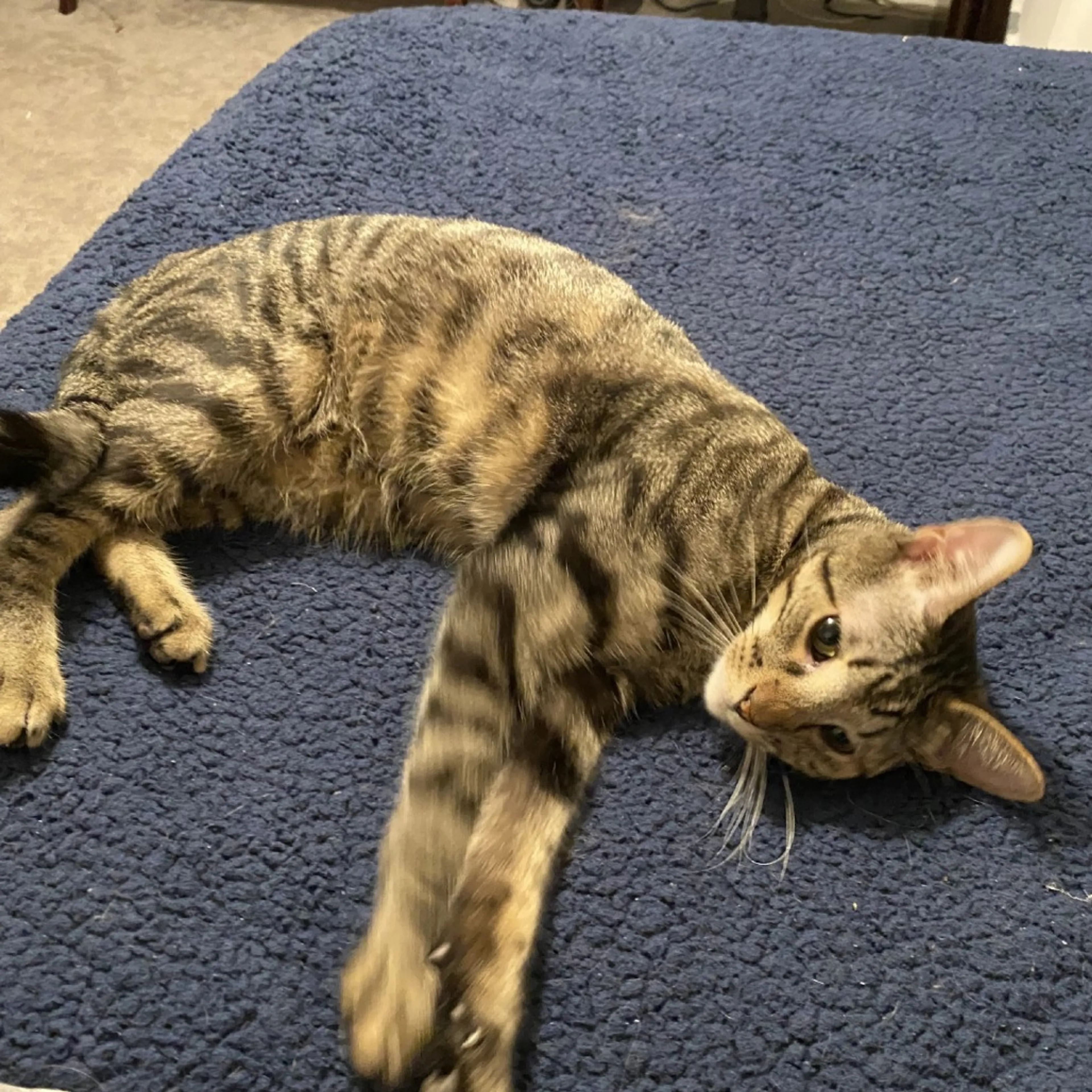 Found pet-3