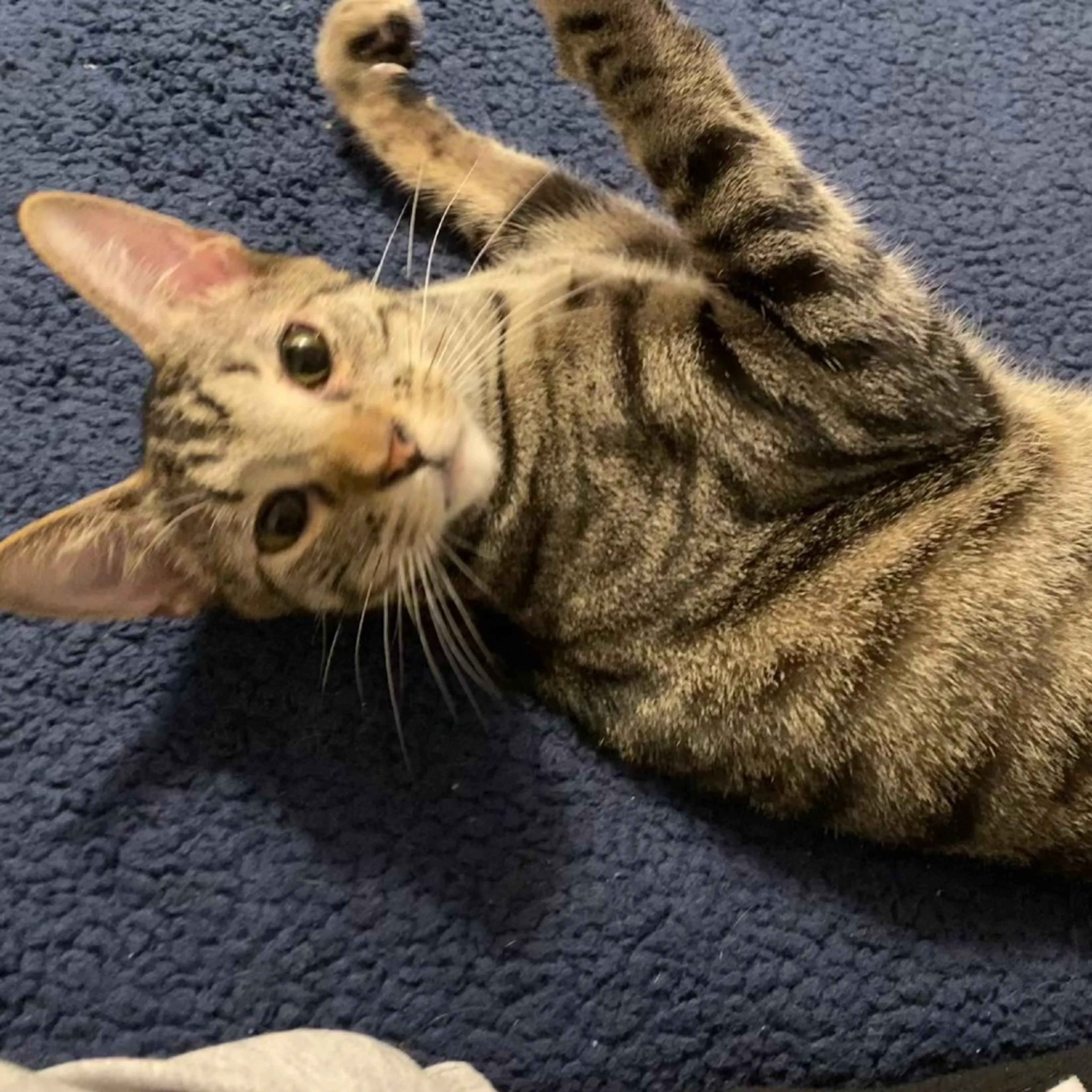 Found pet-1