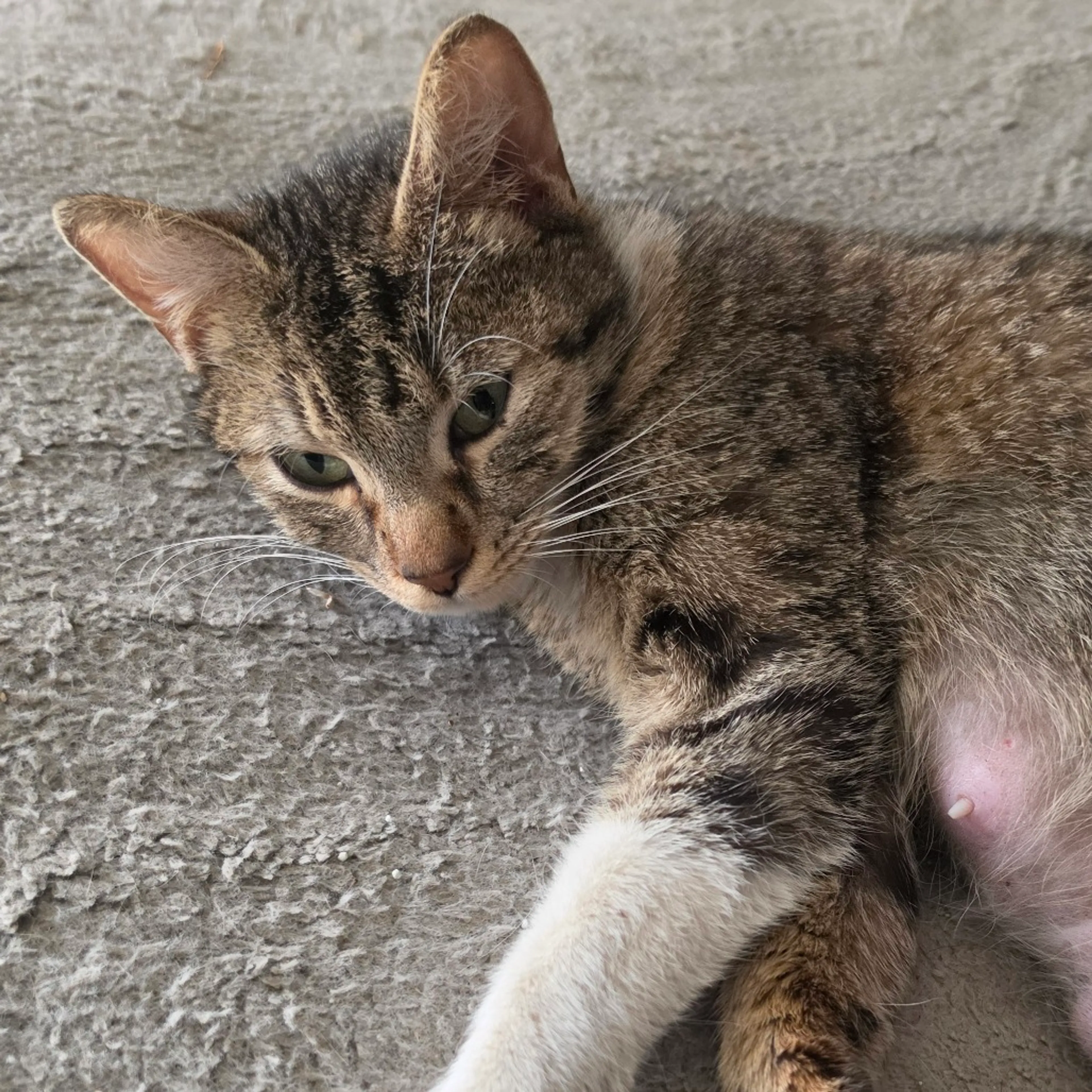 Found pet
