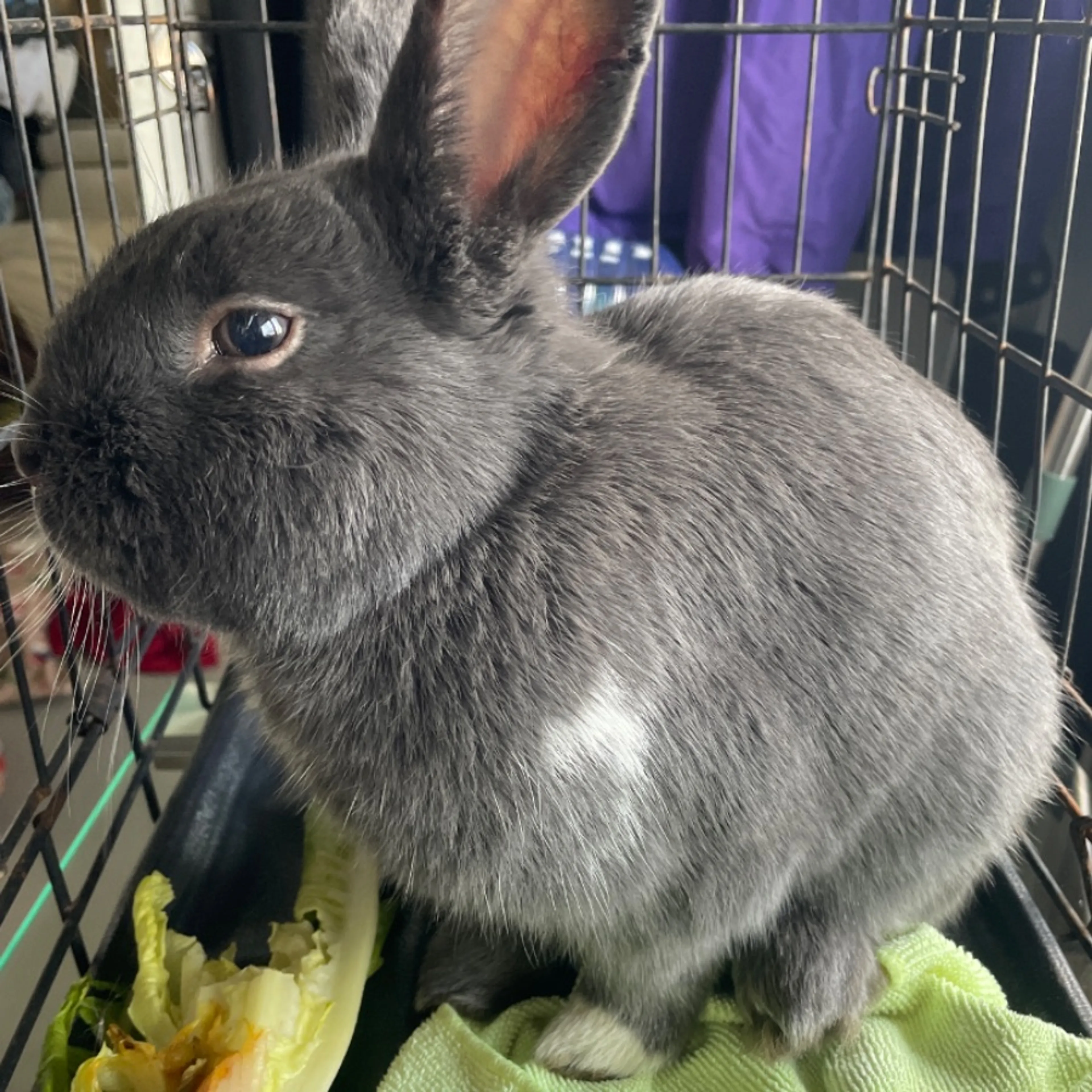 Found pet
