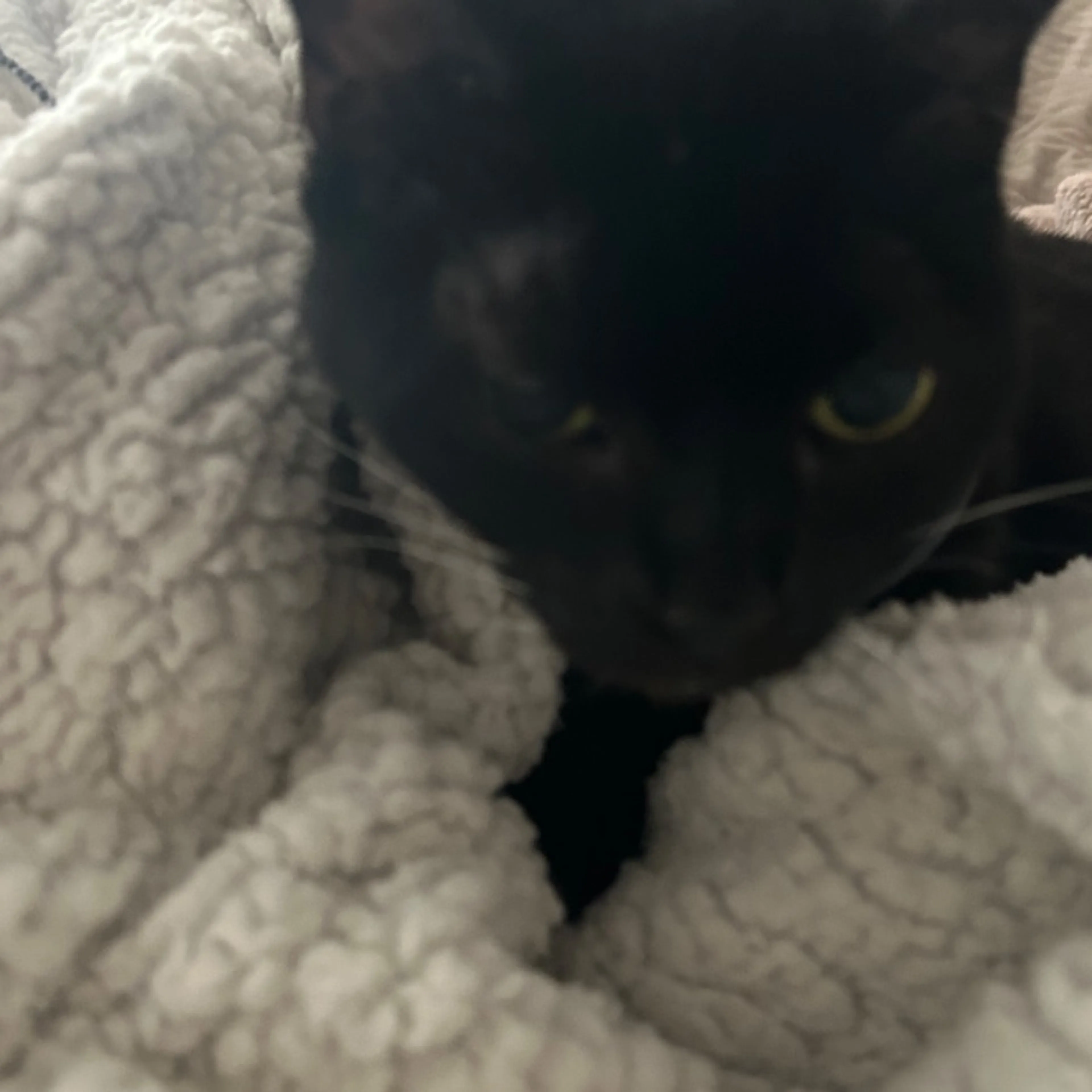 Lost pet-0