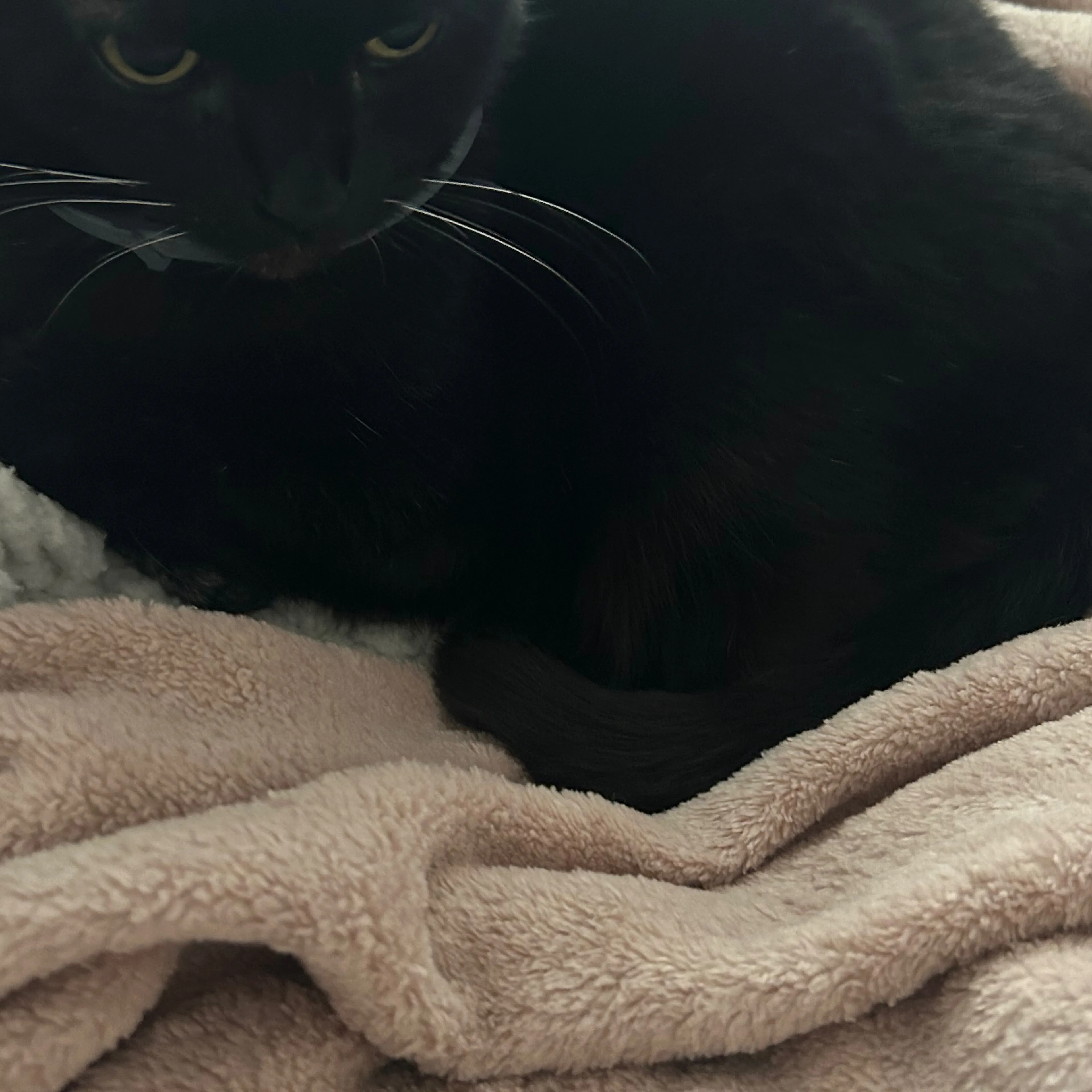 Lost pet-1