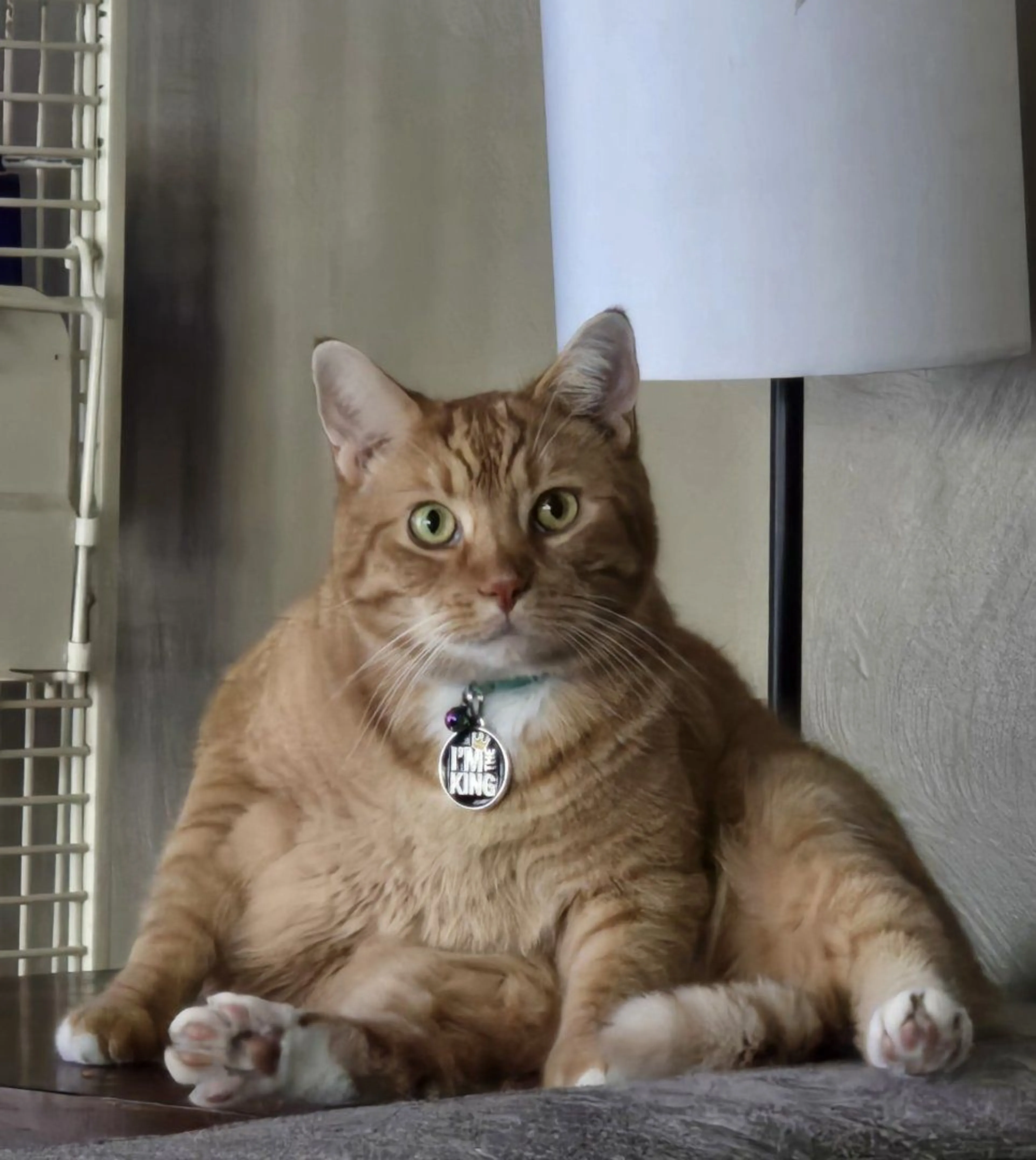 Lost pet-1