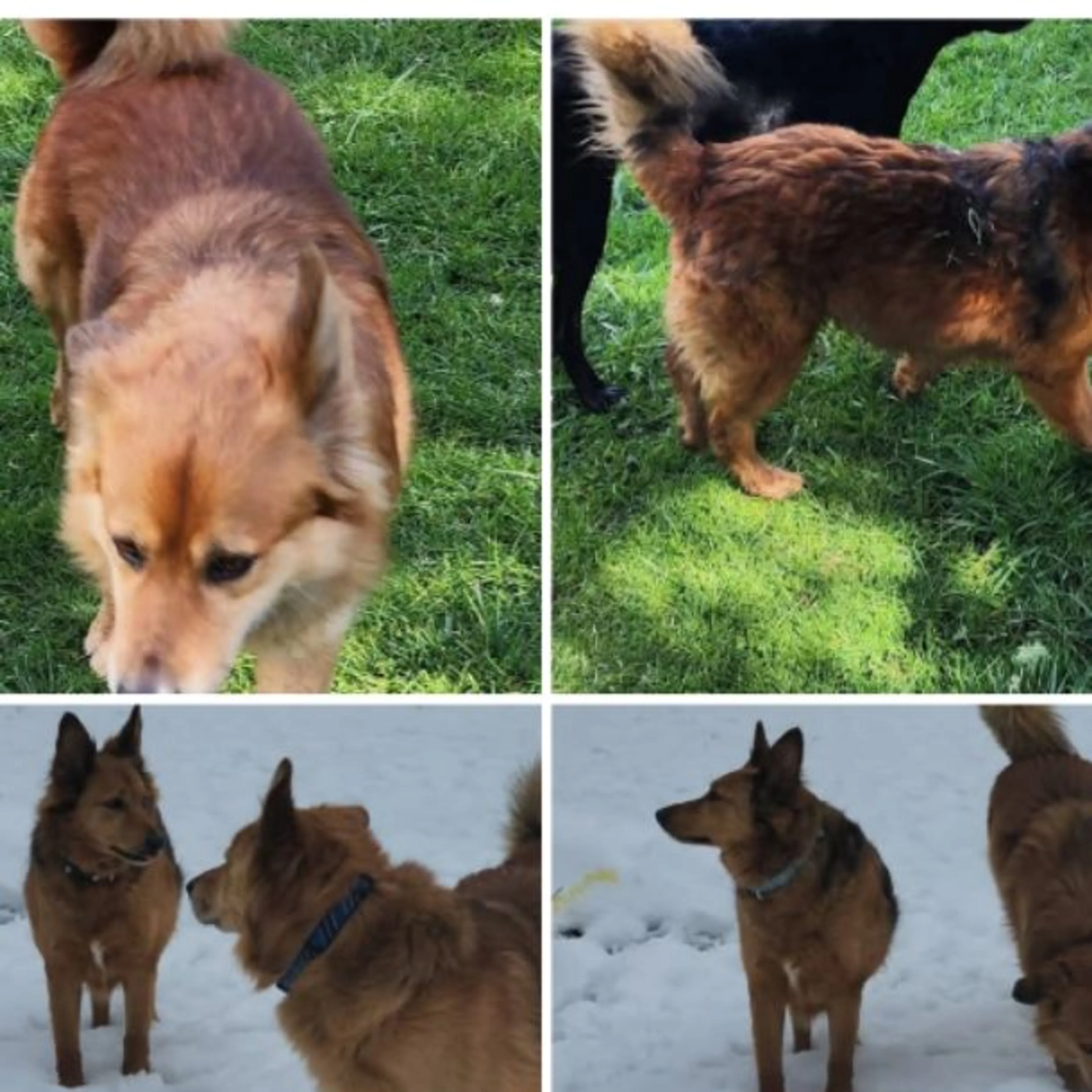 Lost pet