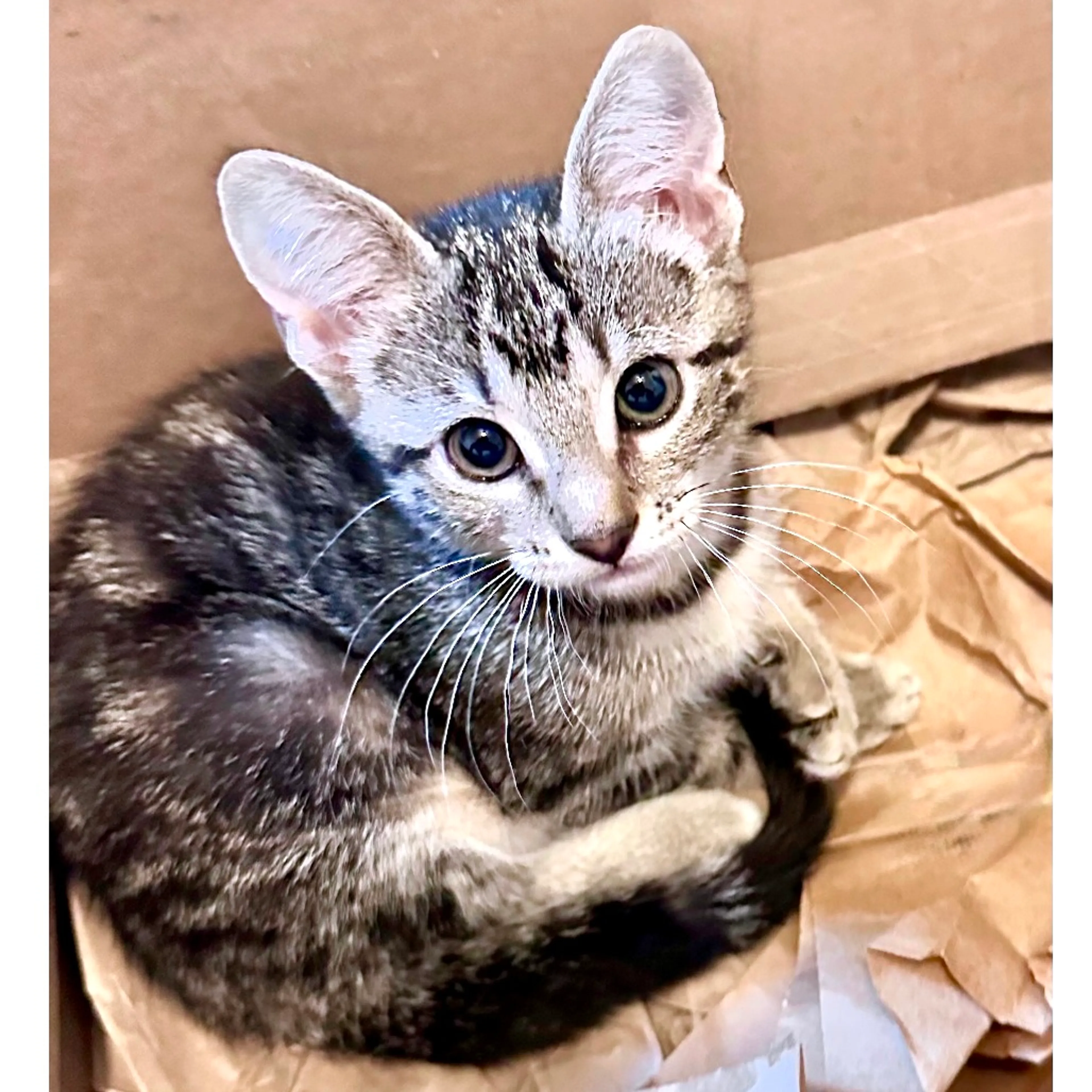 Found pet-0
