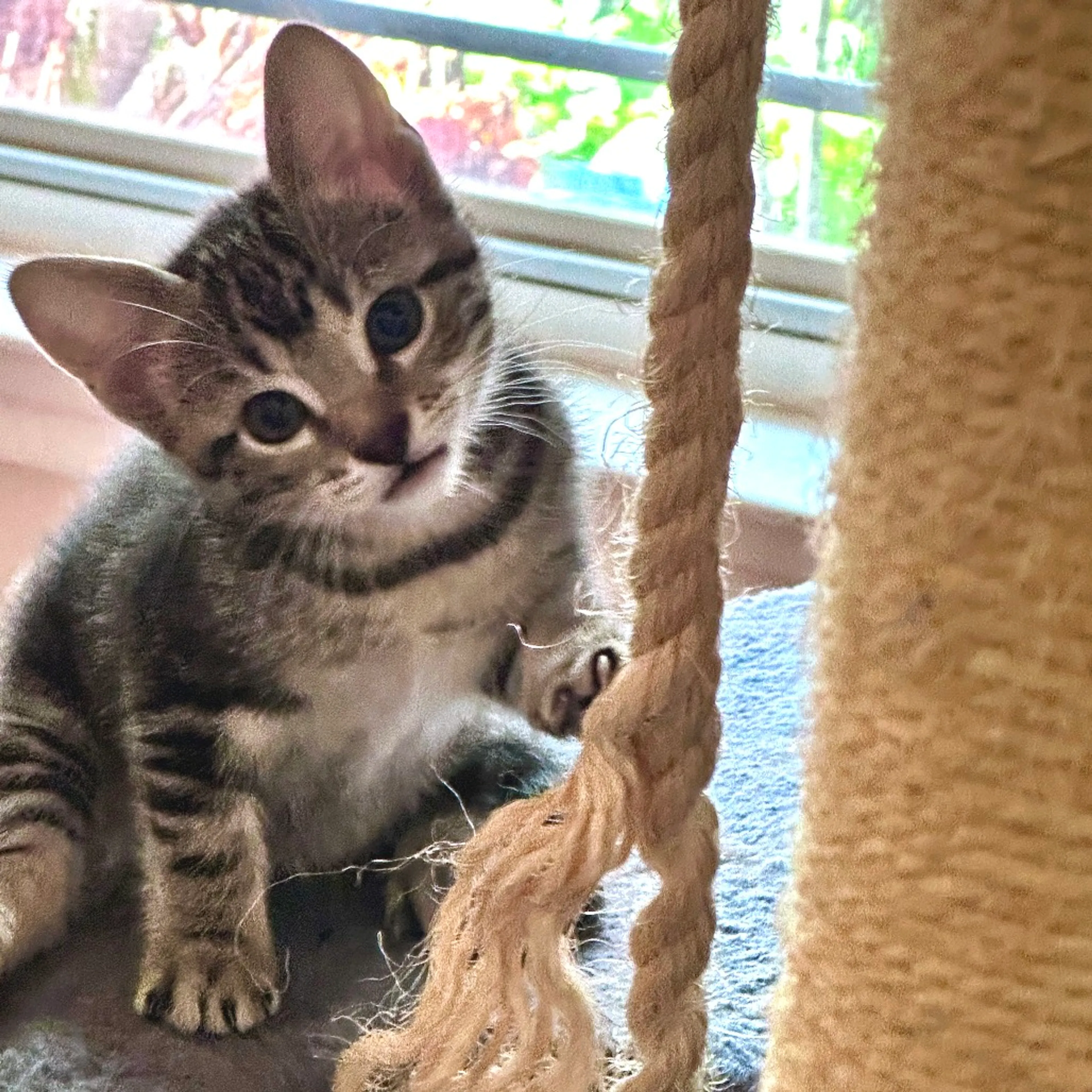 Found pet-1