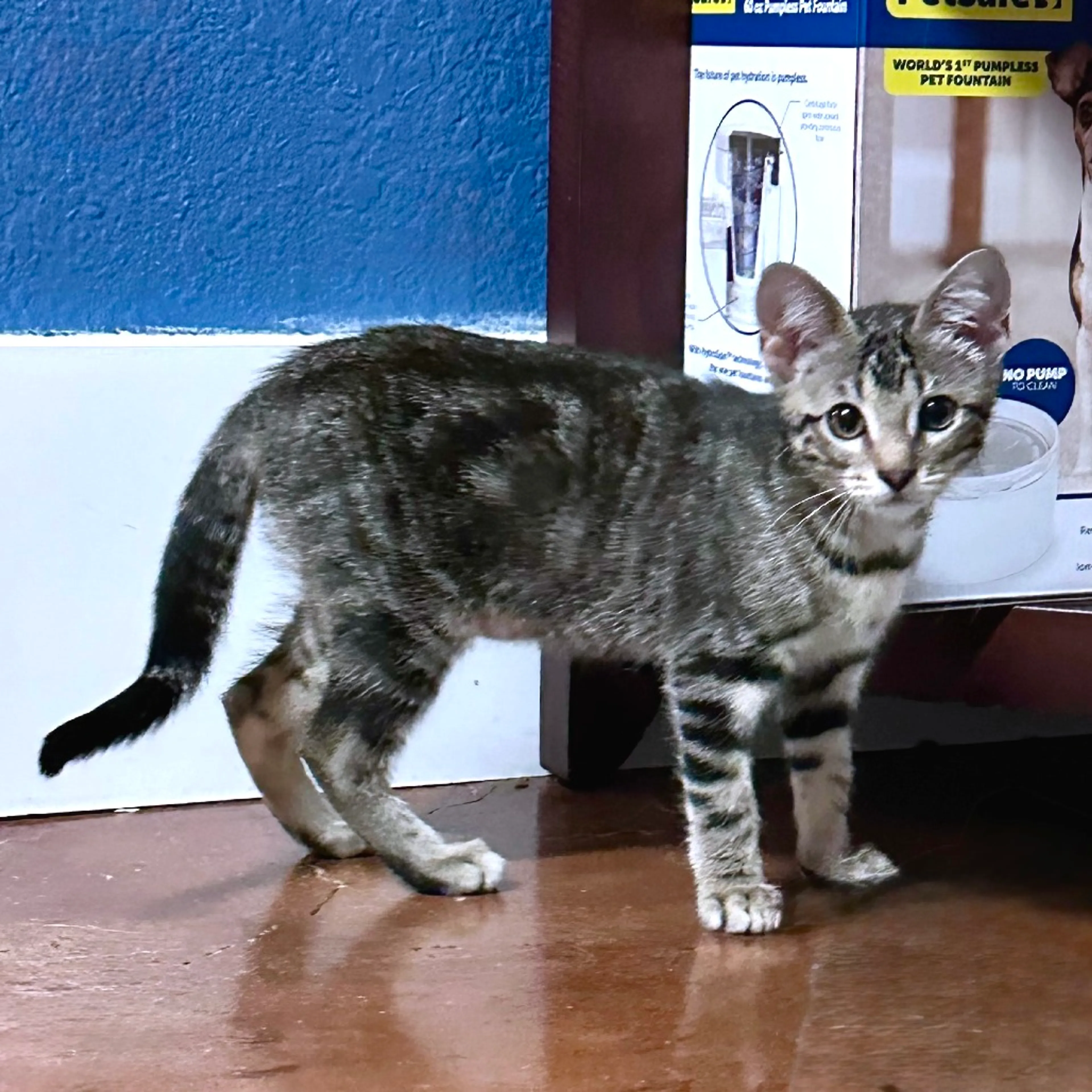 Found pet-3