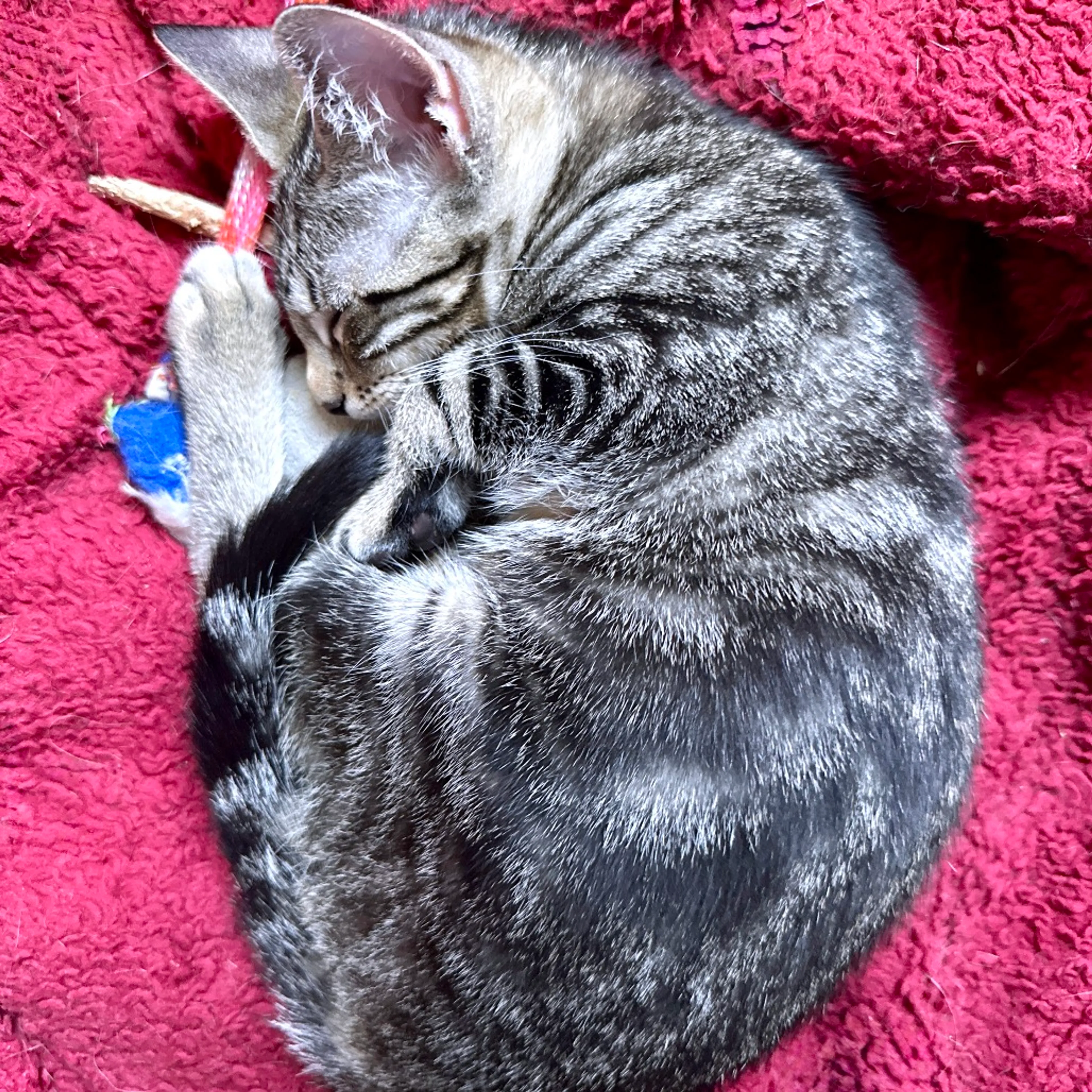 Found pet-2