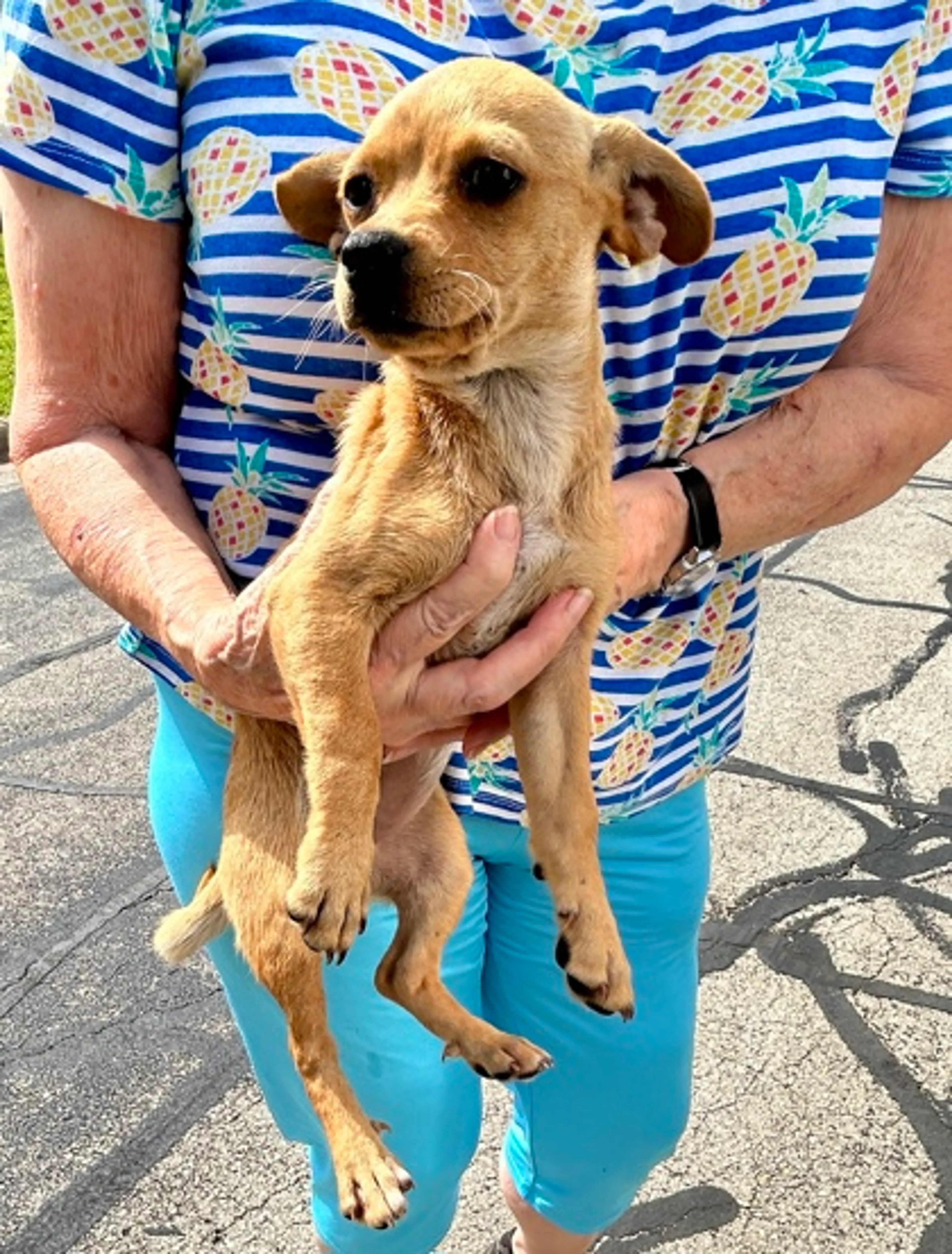 Found pet