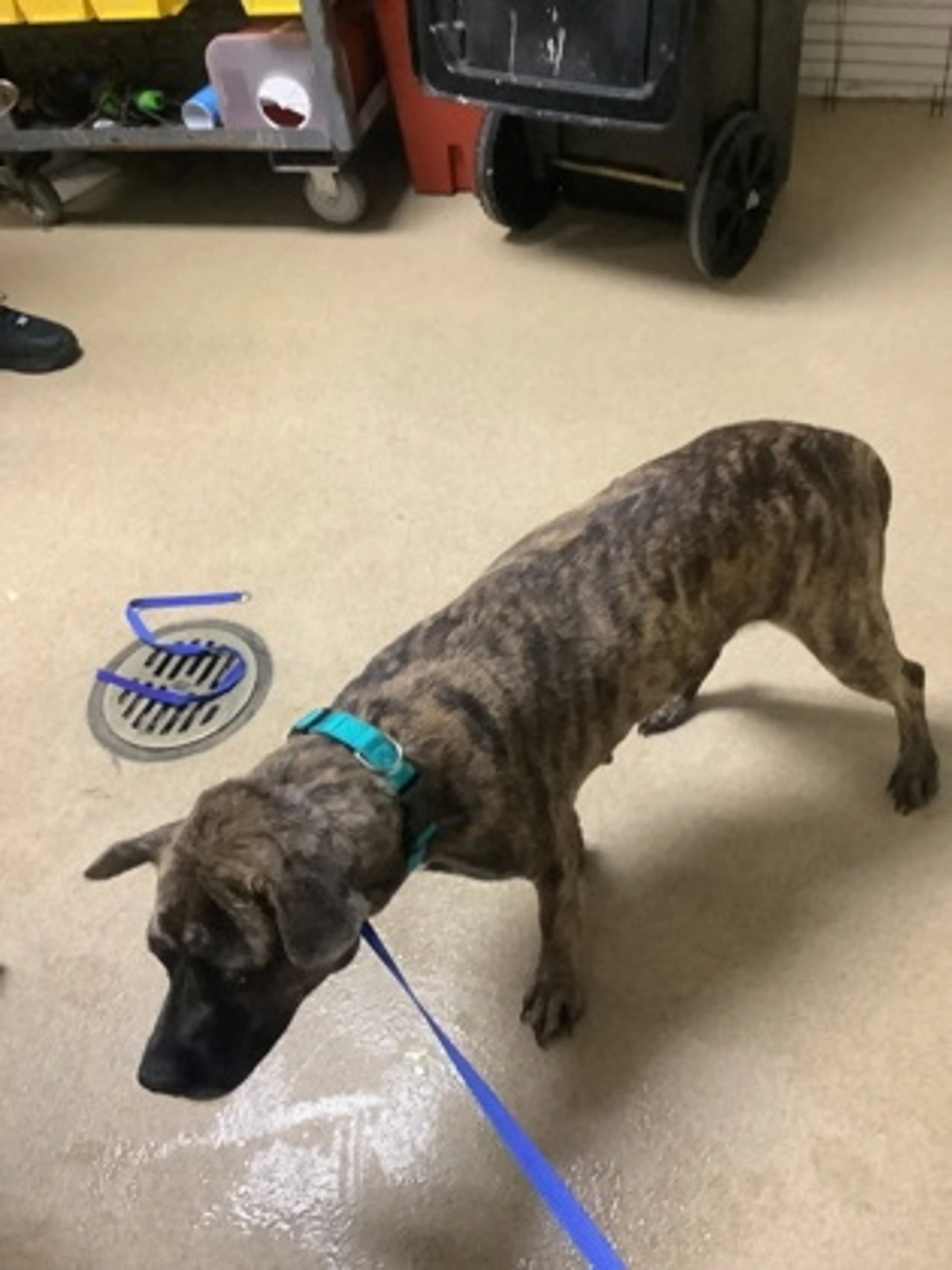 Found pet