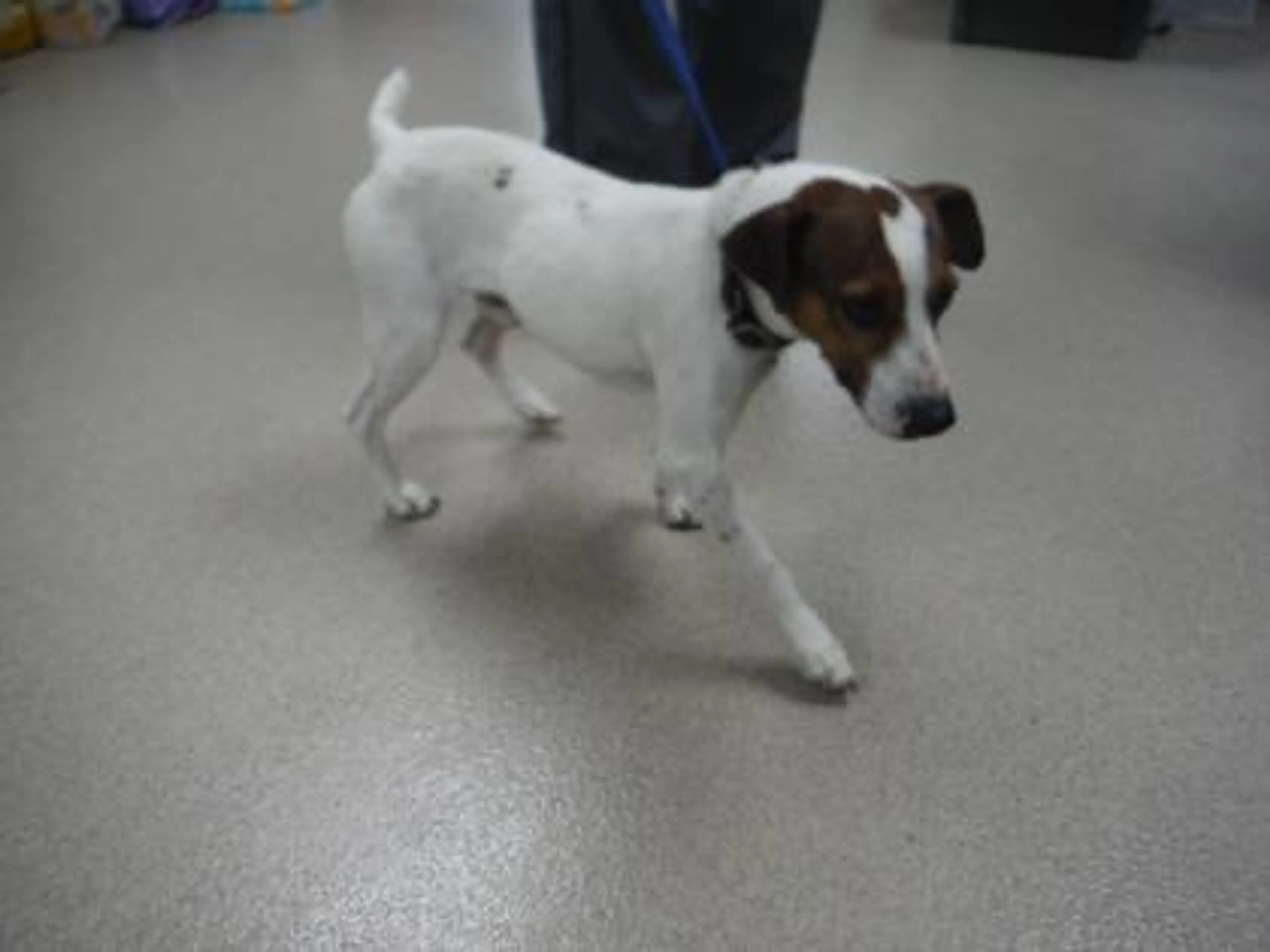 Found pet-2