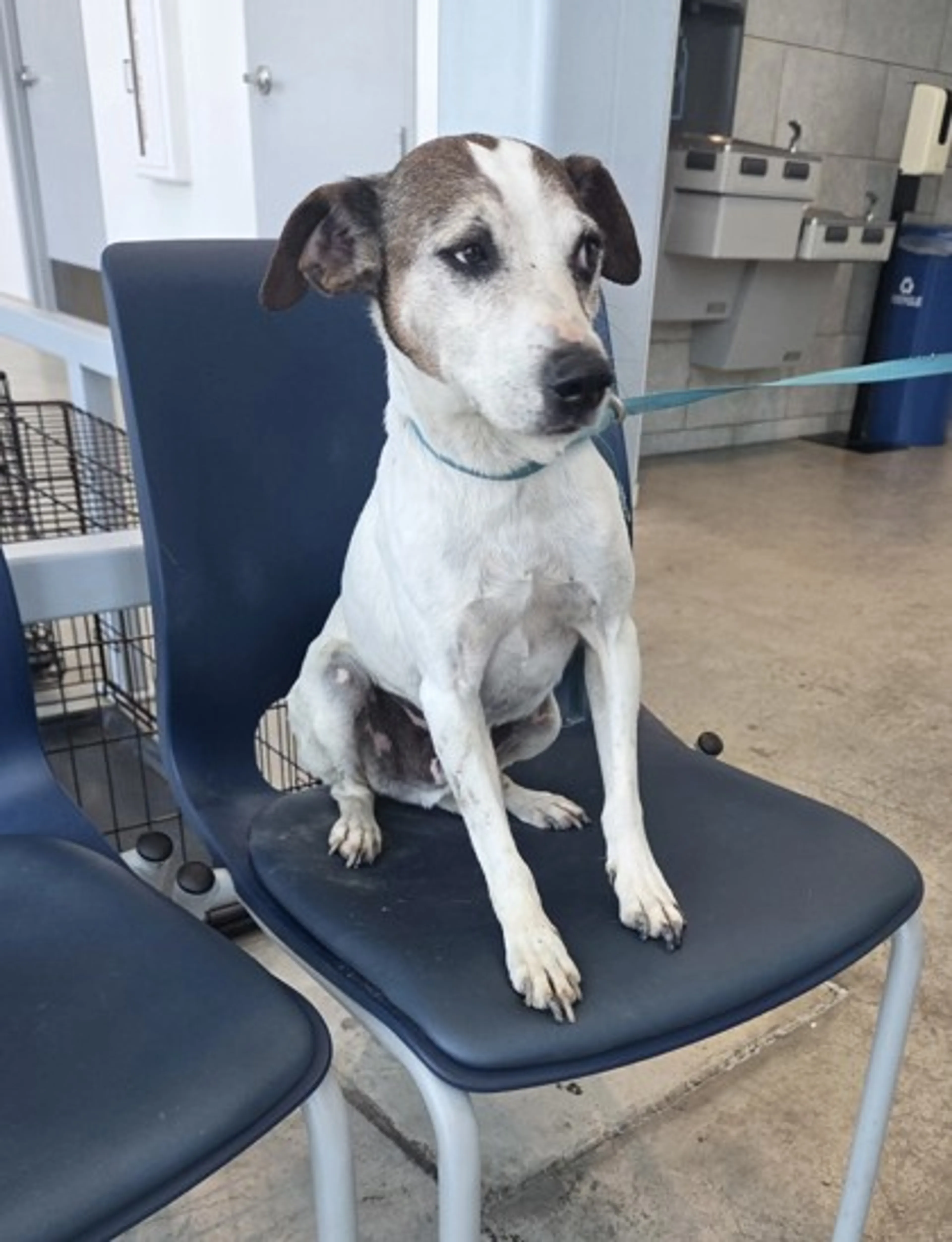 Found pet-1