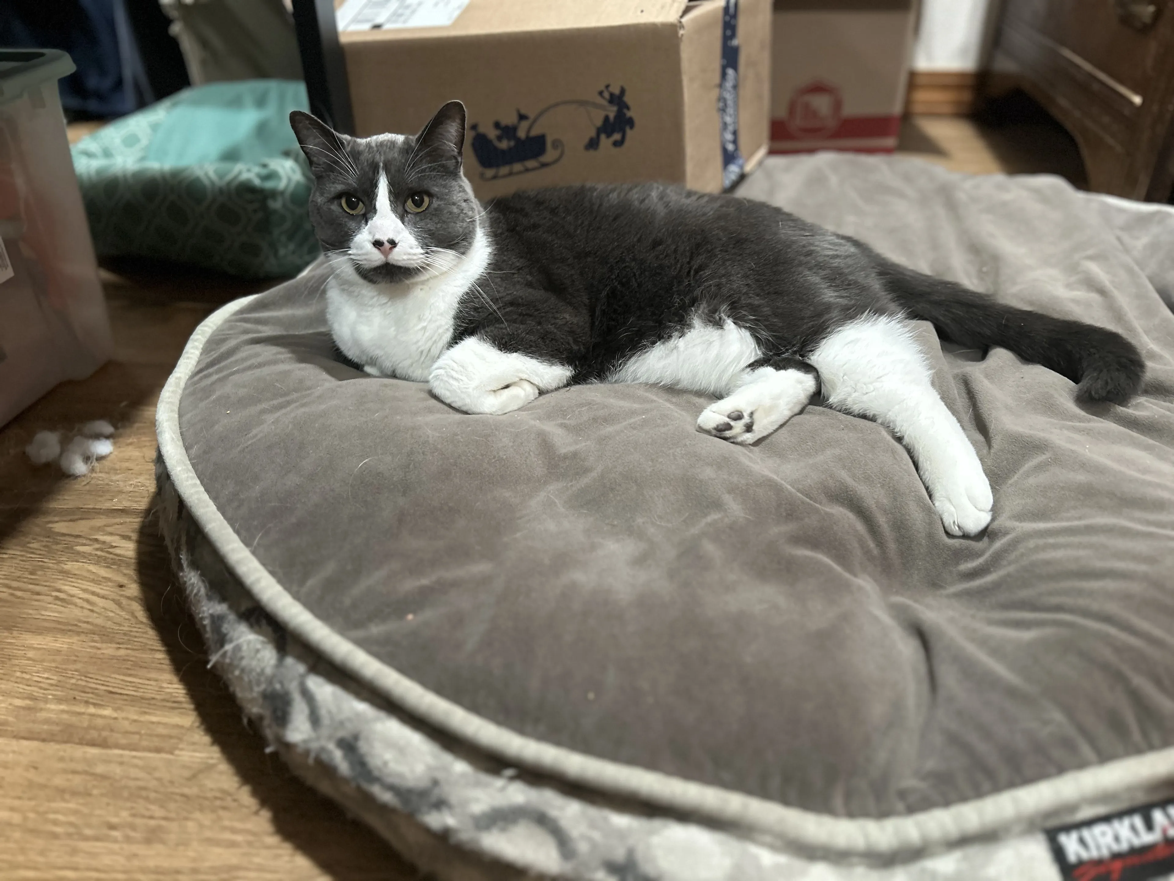 Lost pet-1