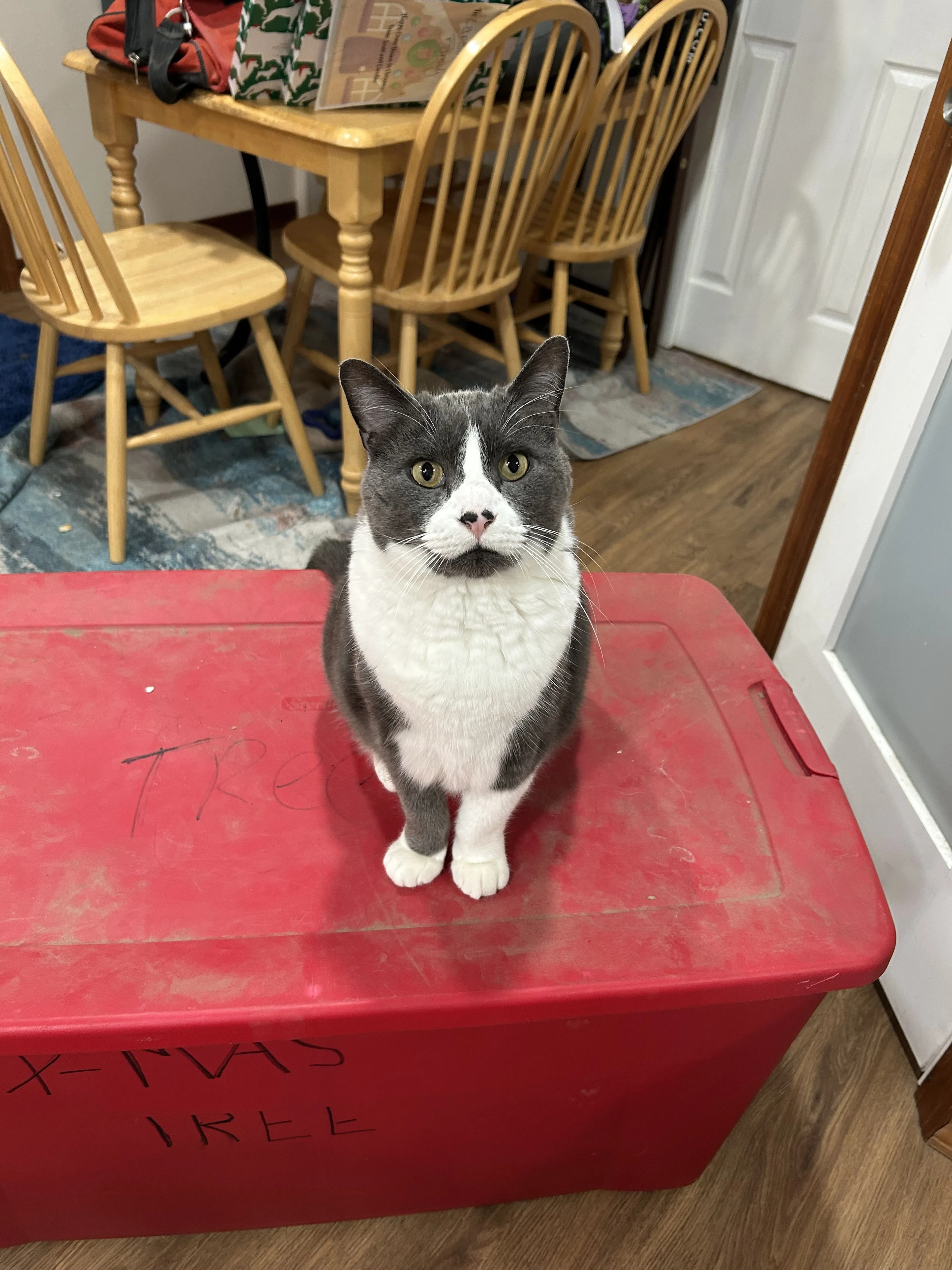 Lost pet-0