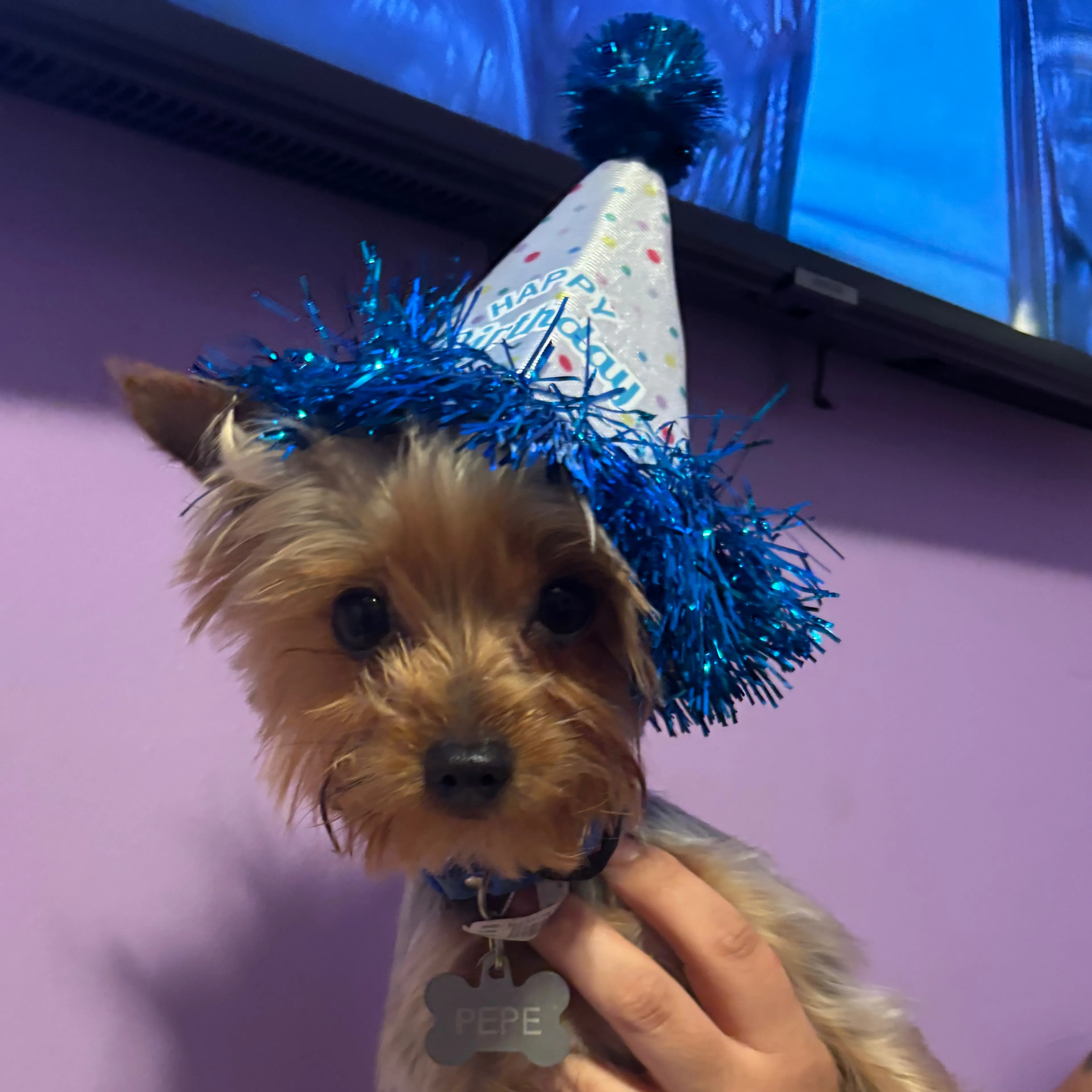 Lost pet-3