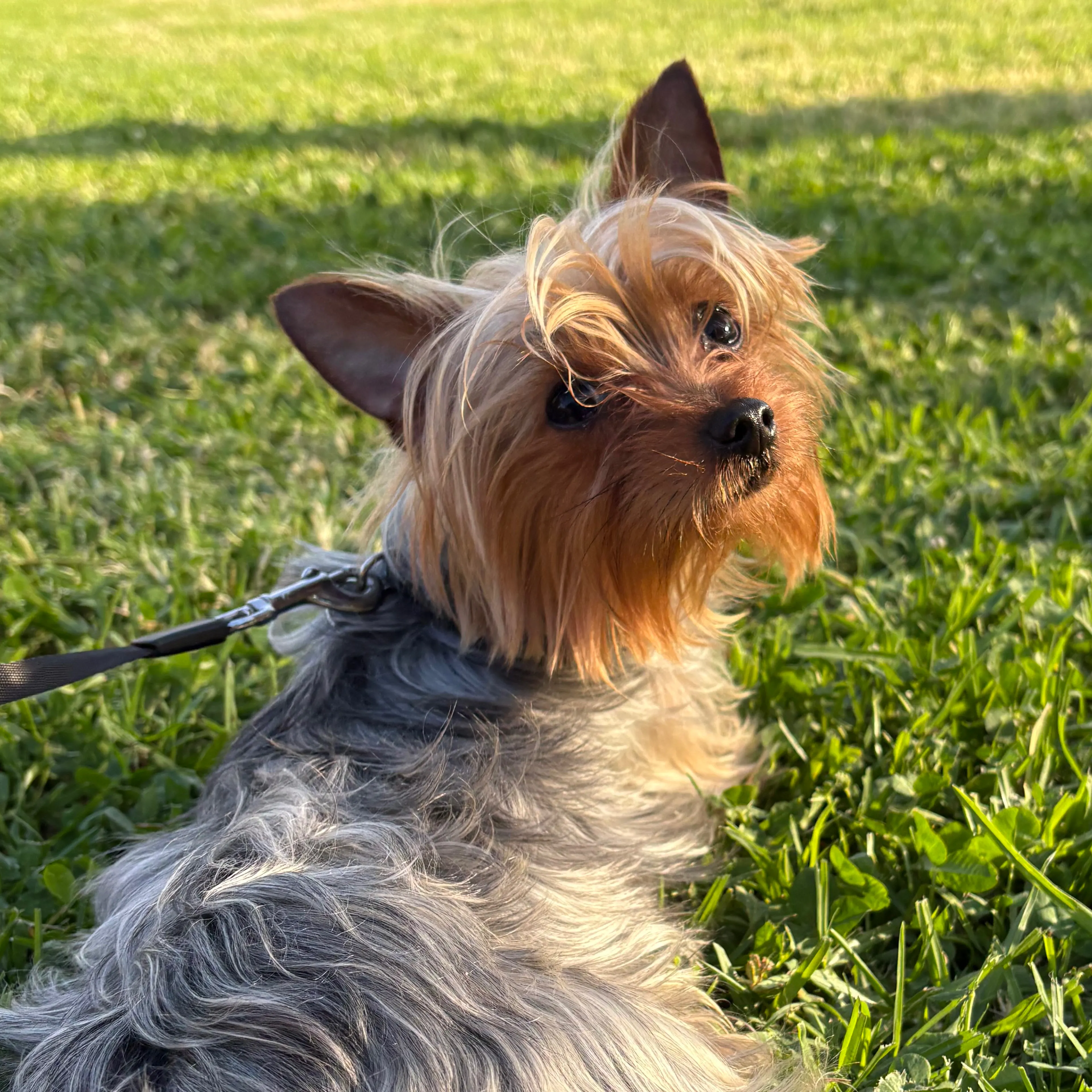 Lost pet-2