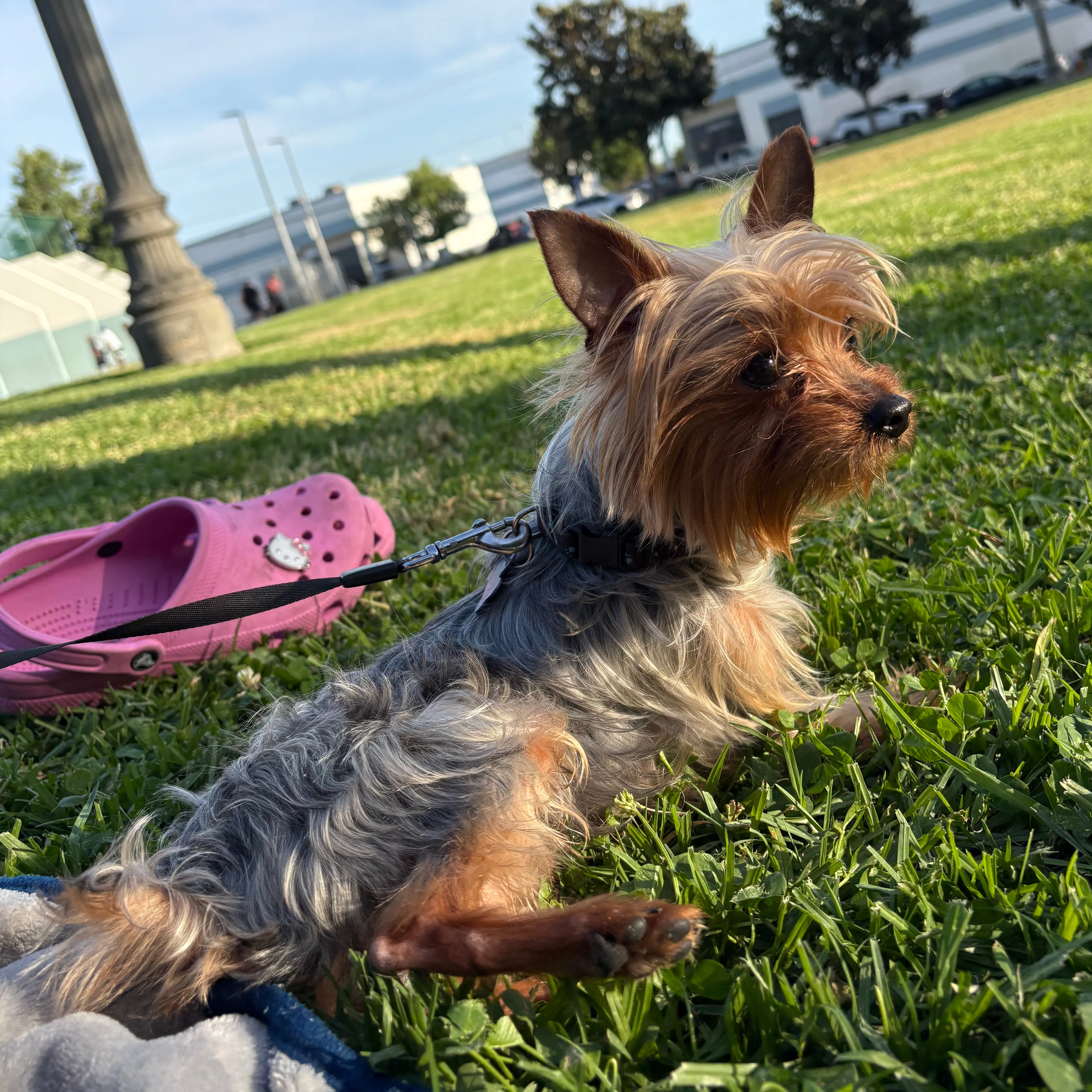 Lost pet-1