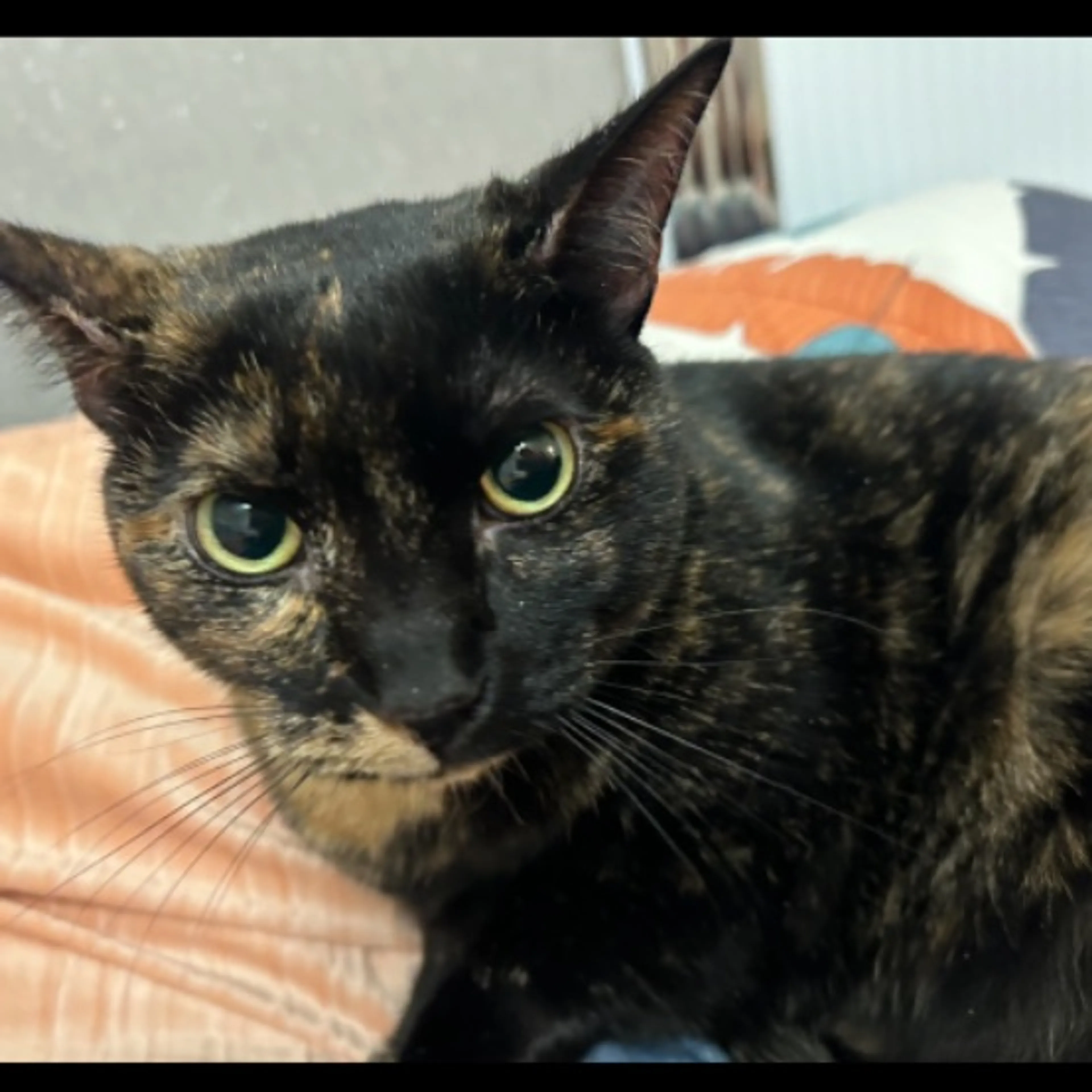 Lost pet