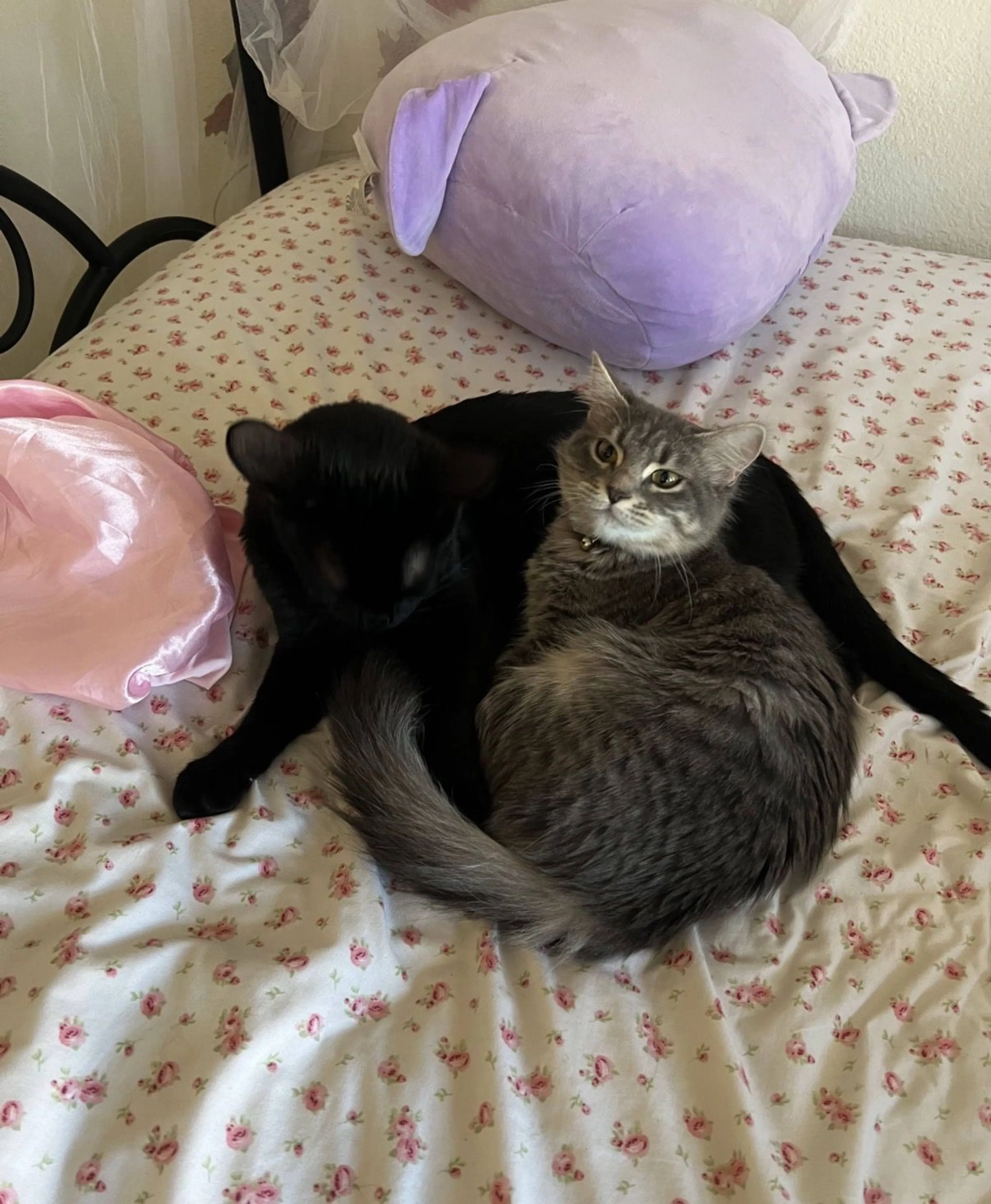Lost pet-1