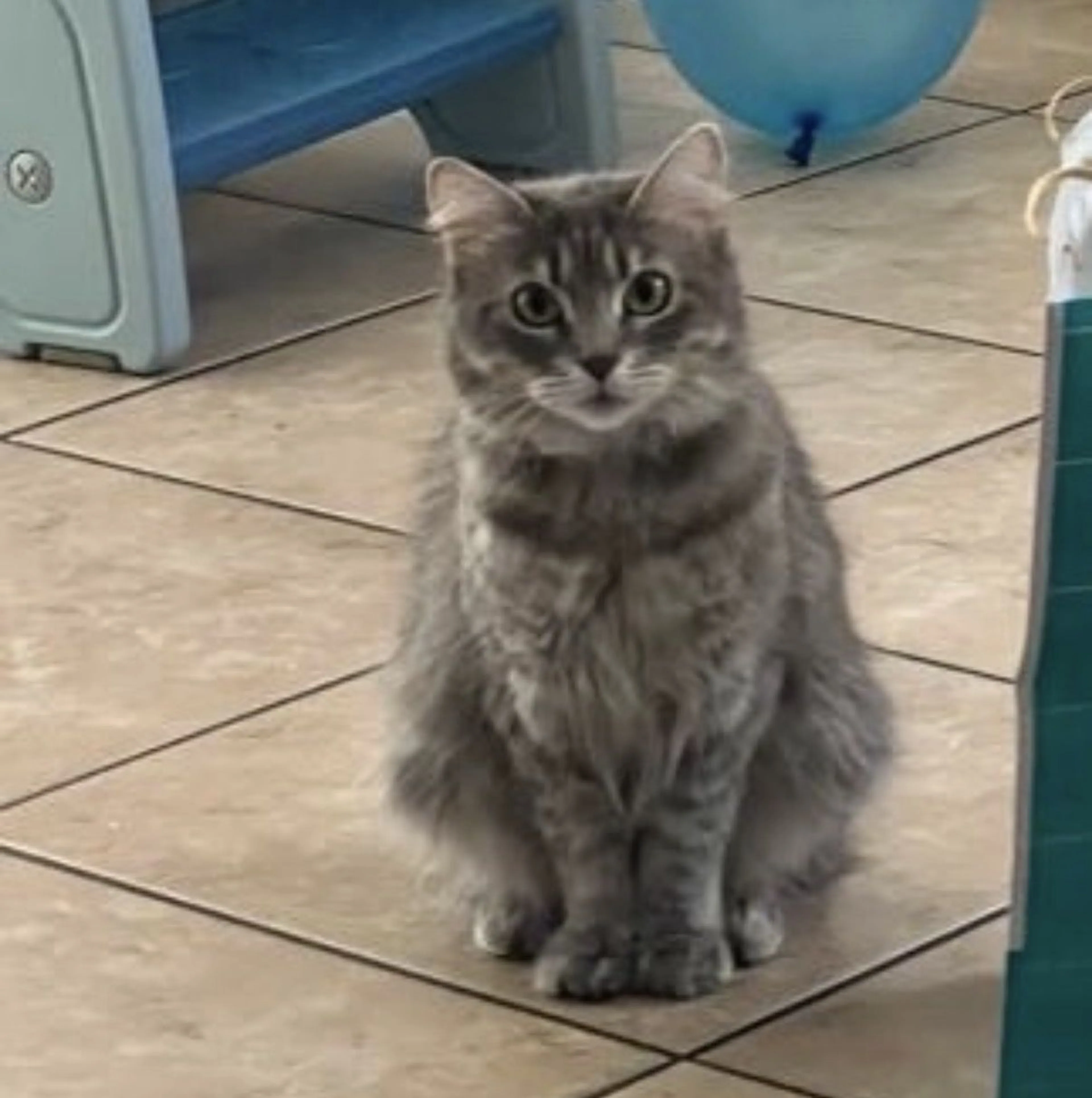 Lost pet-0