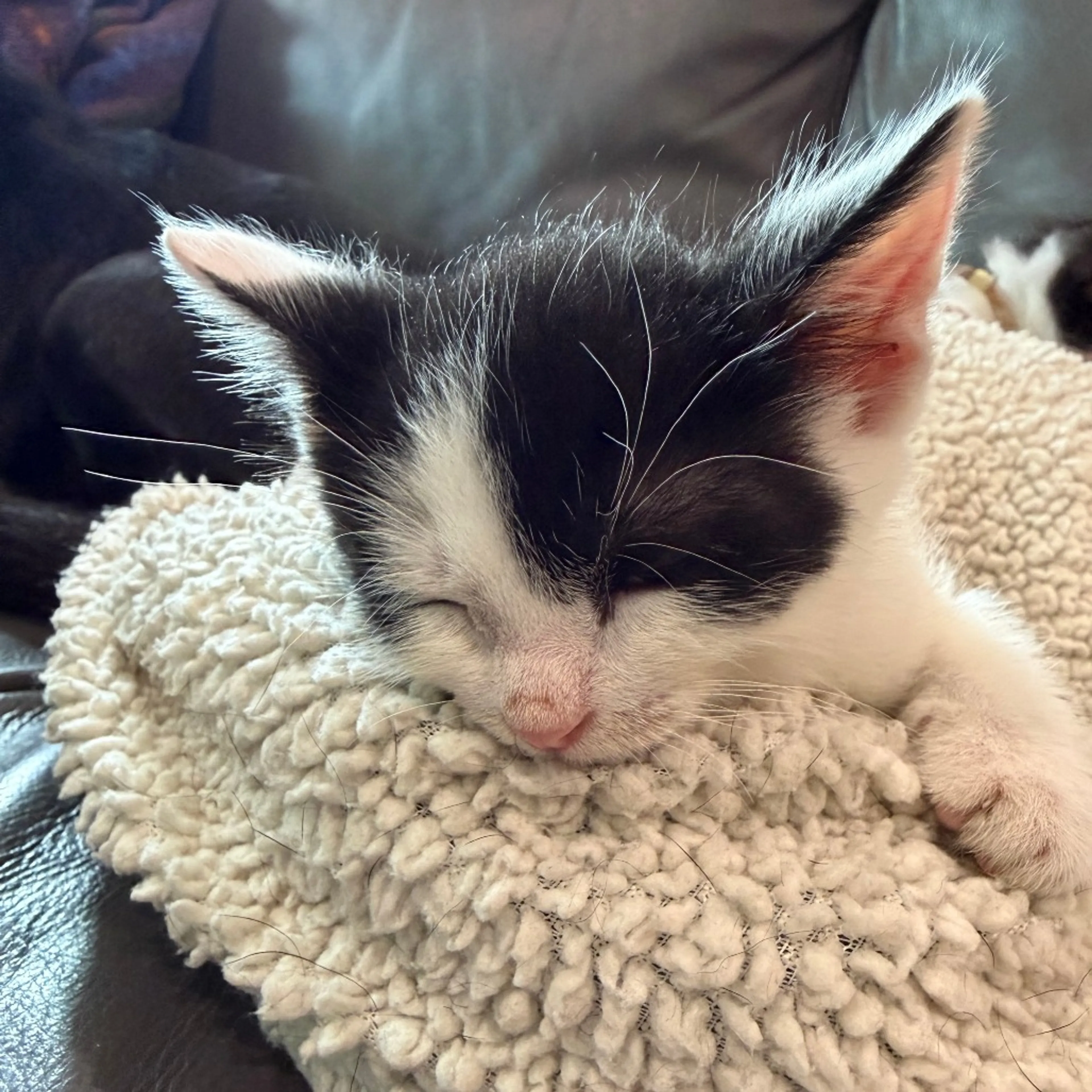Found pet-2
