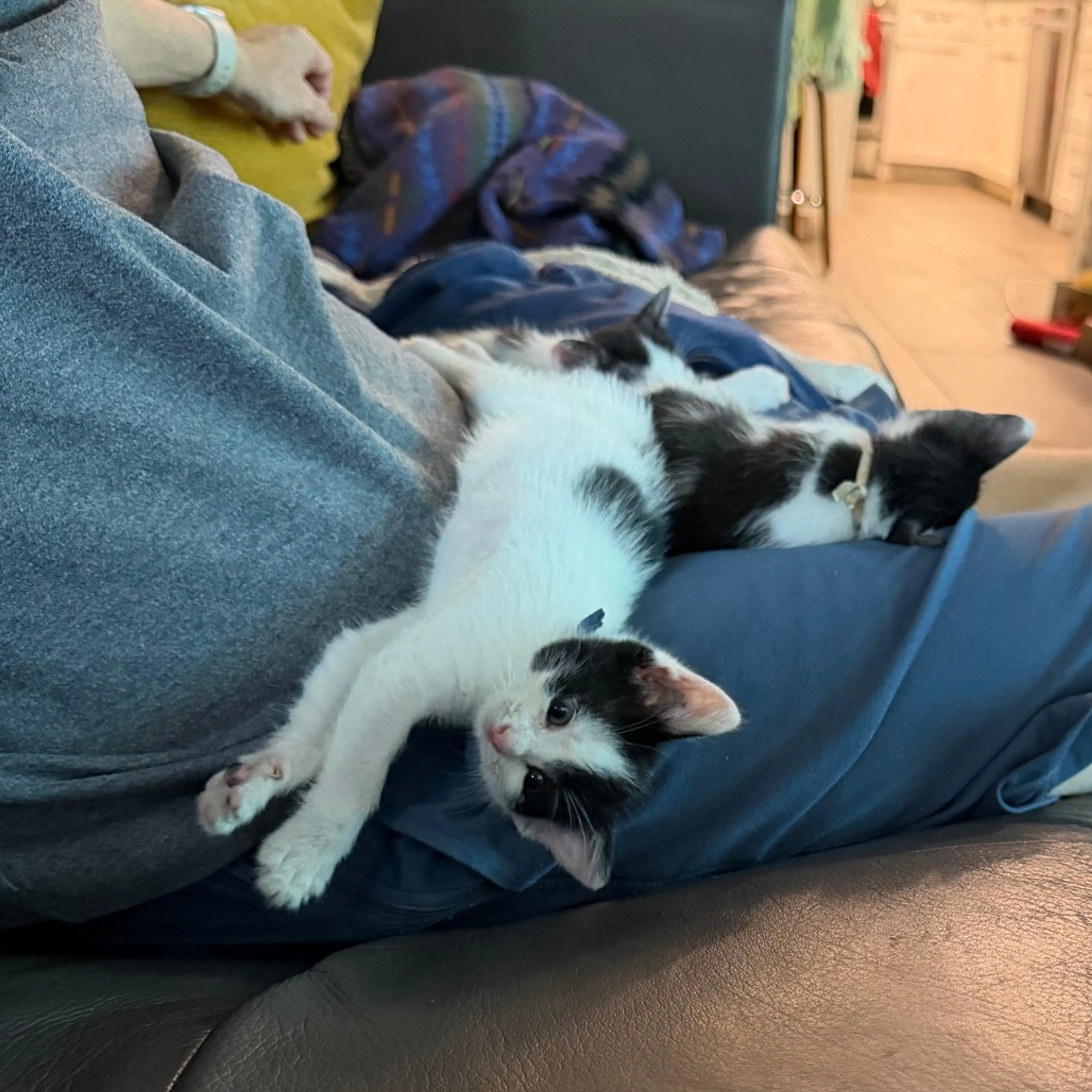 Found pet-4