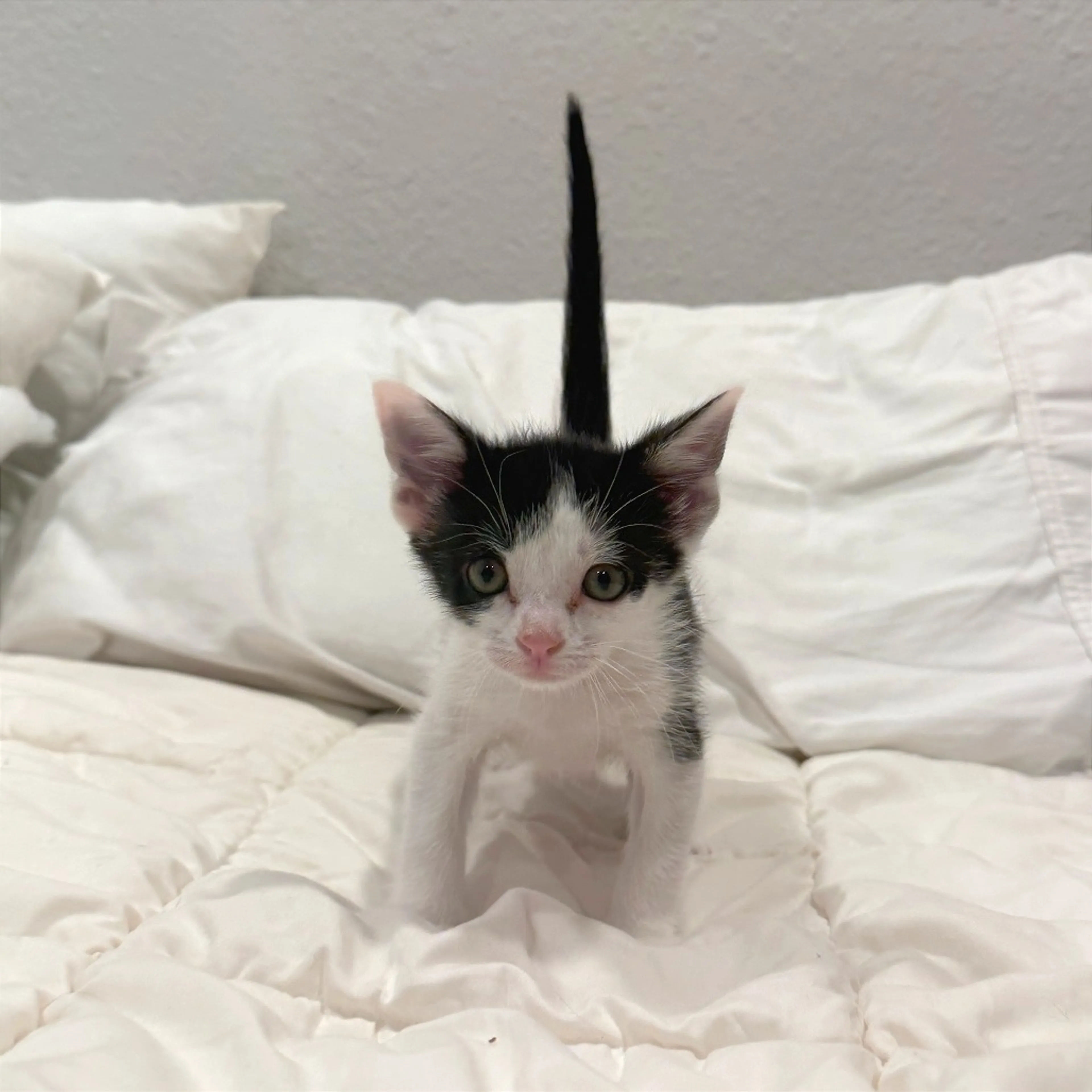 Found pet-3