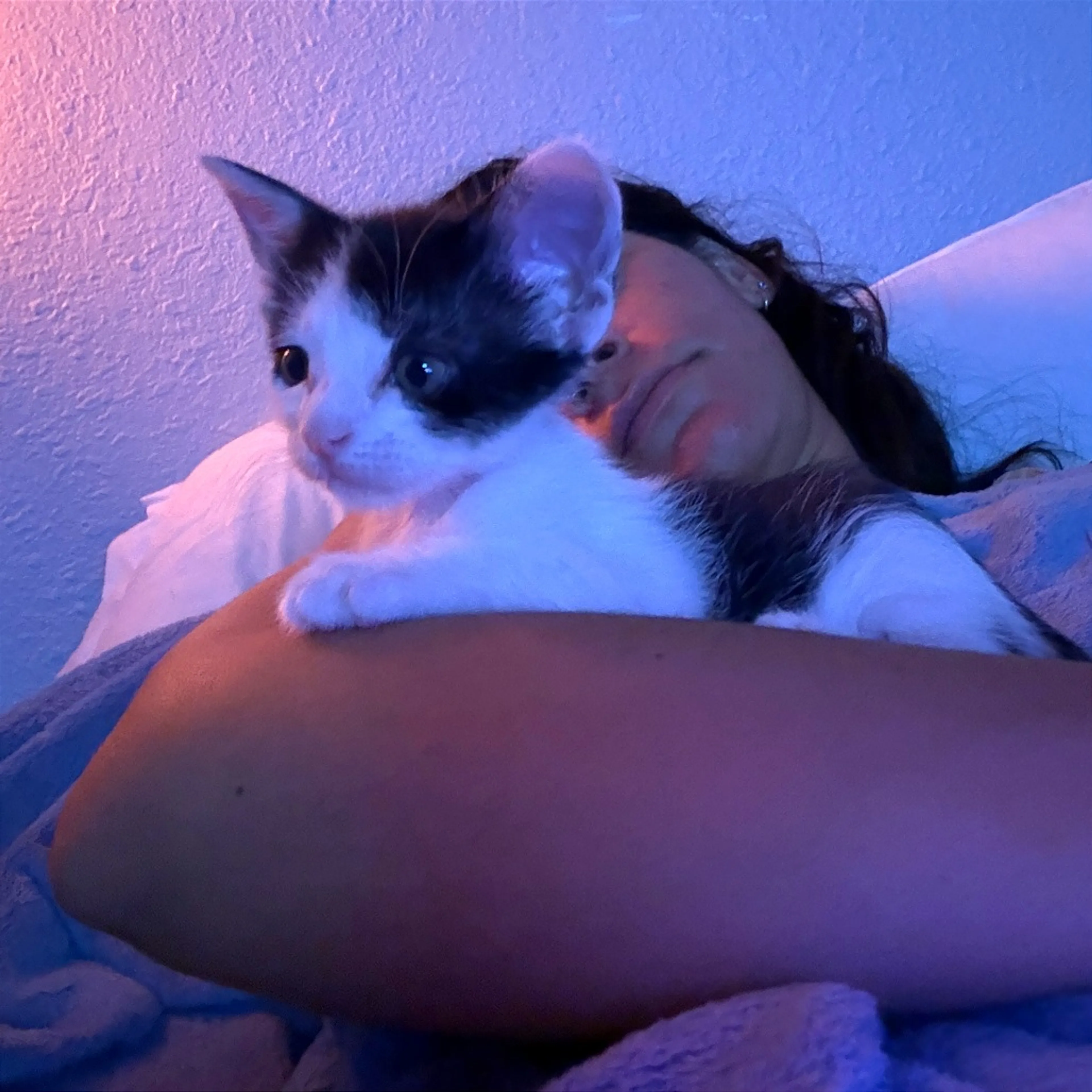 Found pet-2