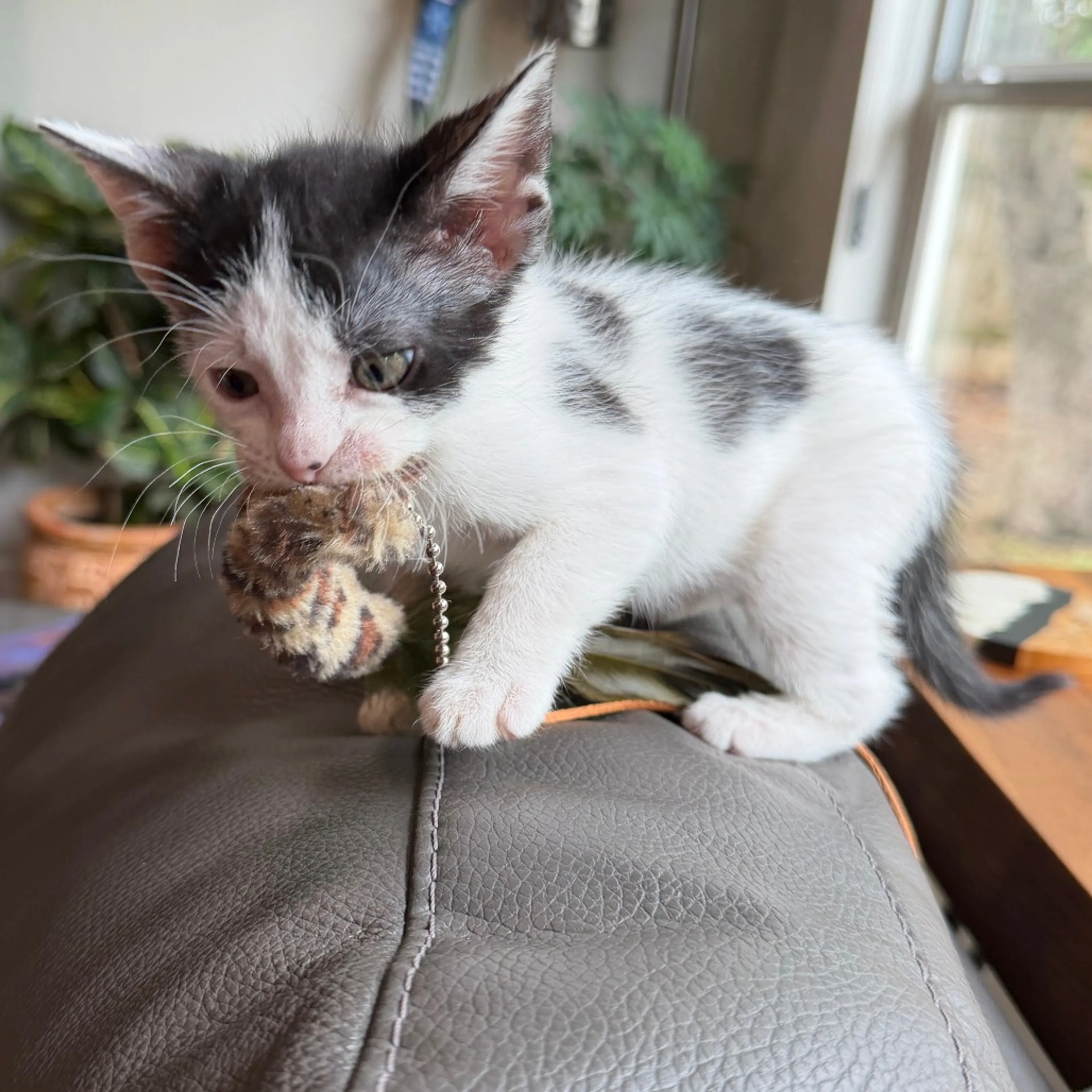 Found pet-1