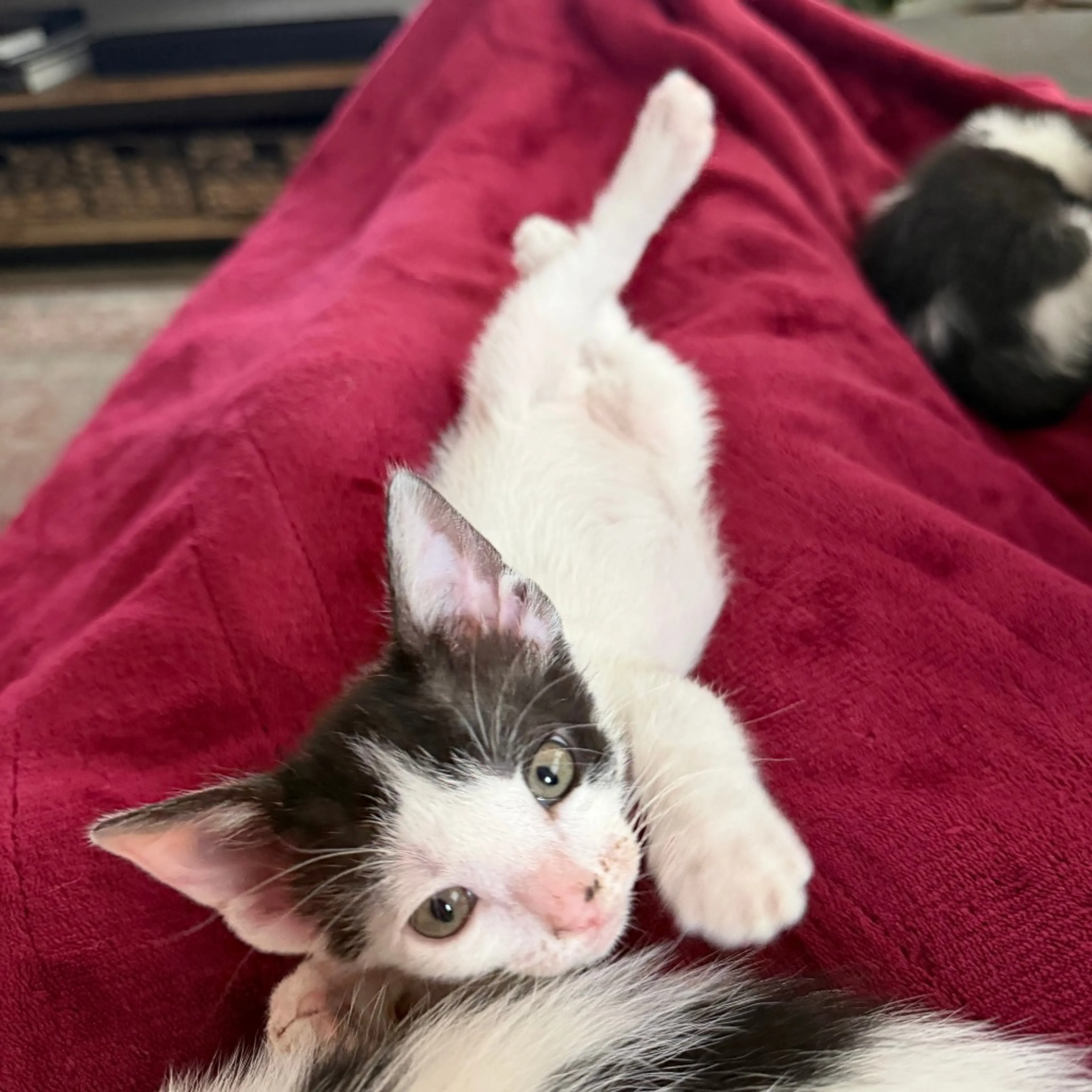 Found pet-3