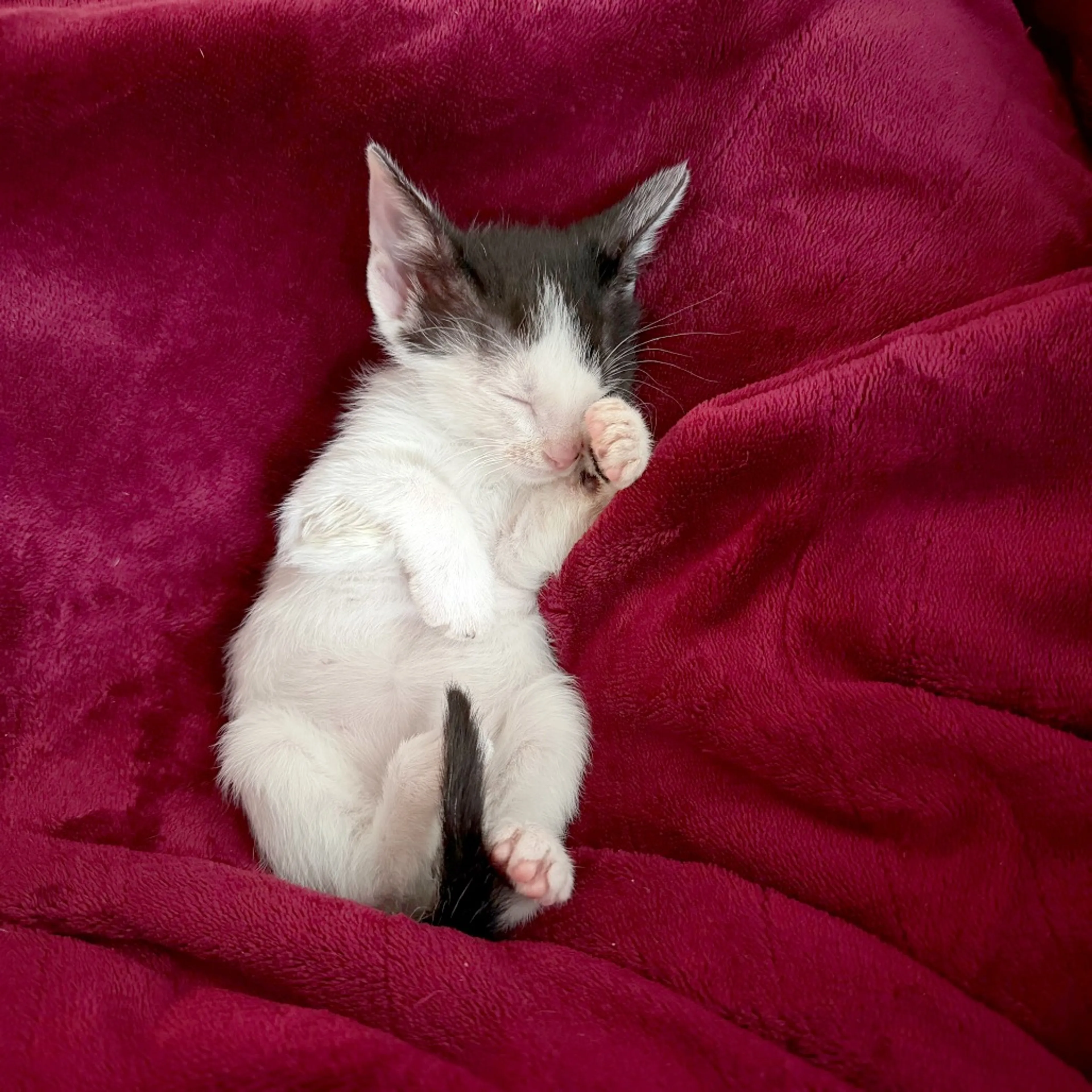 Found pet-5