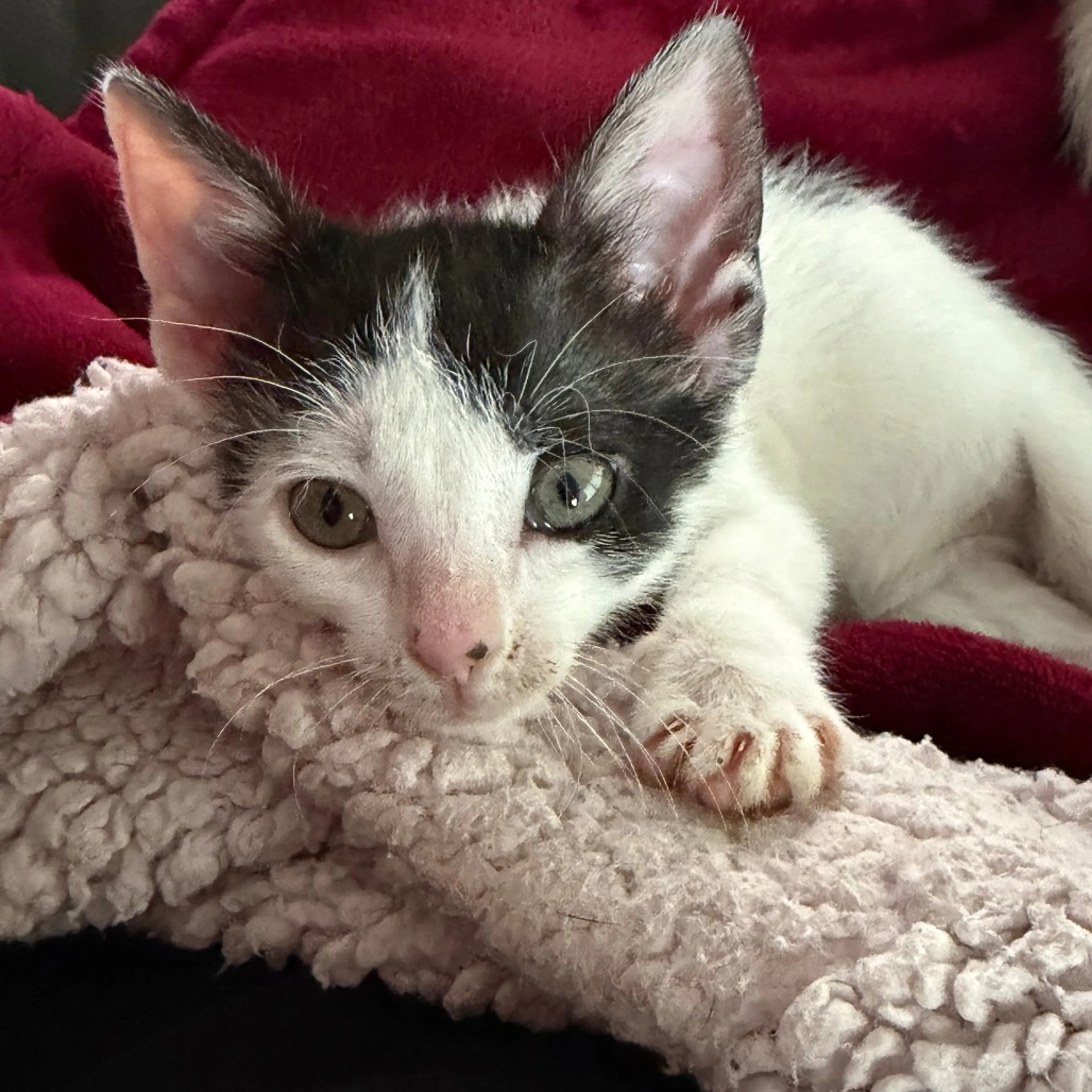 Found pet-4