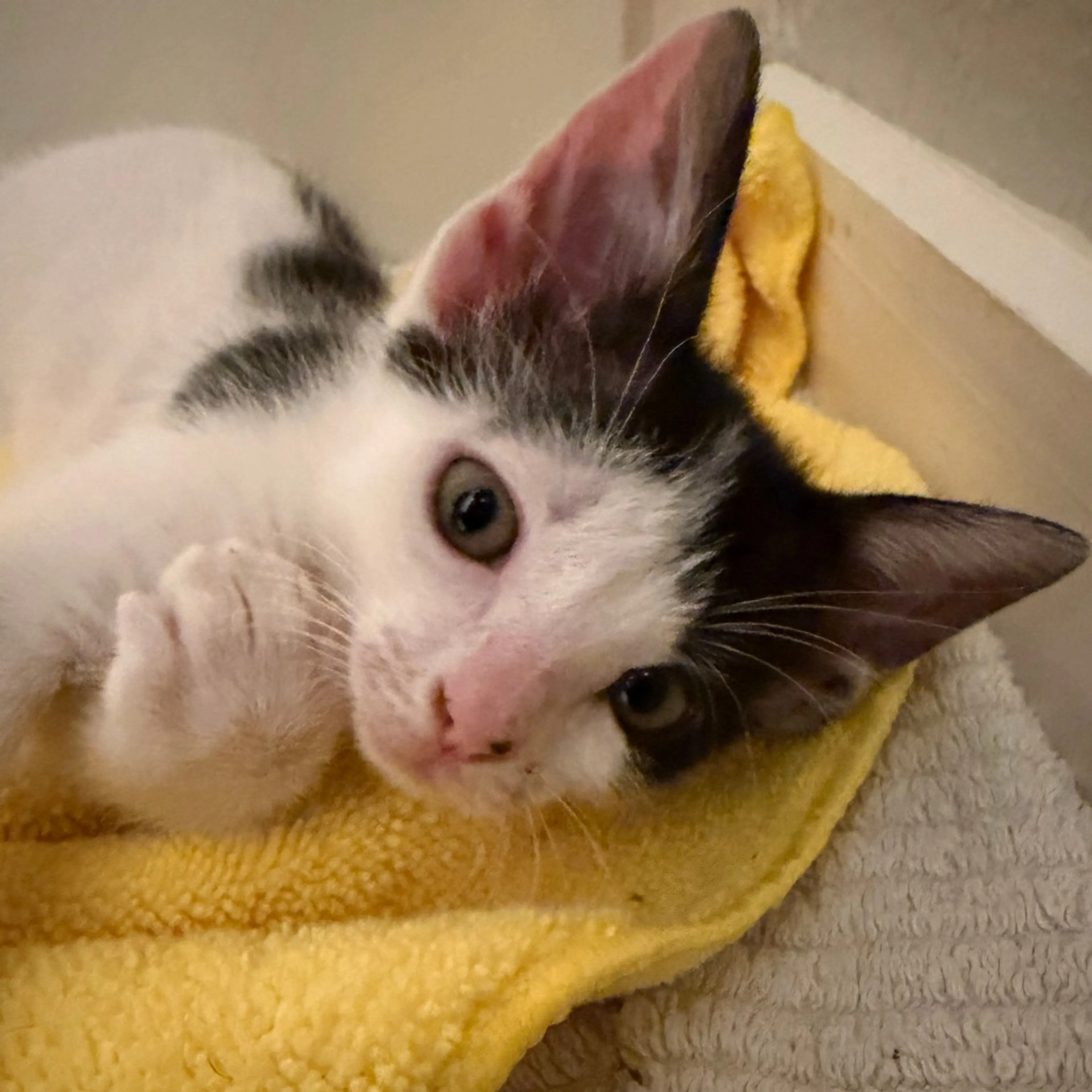 Found pet-2