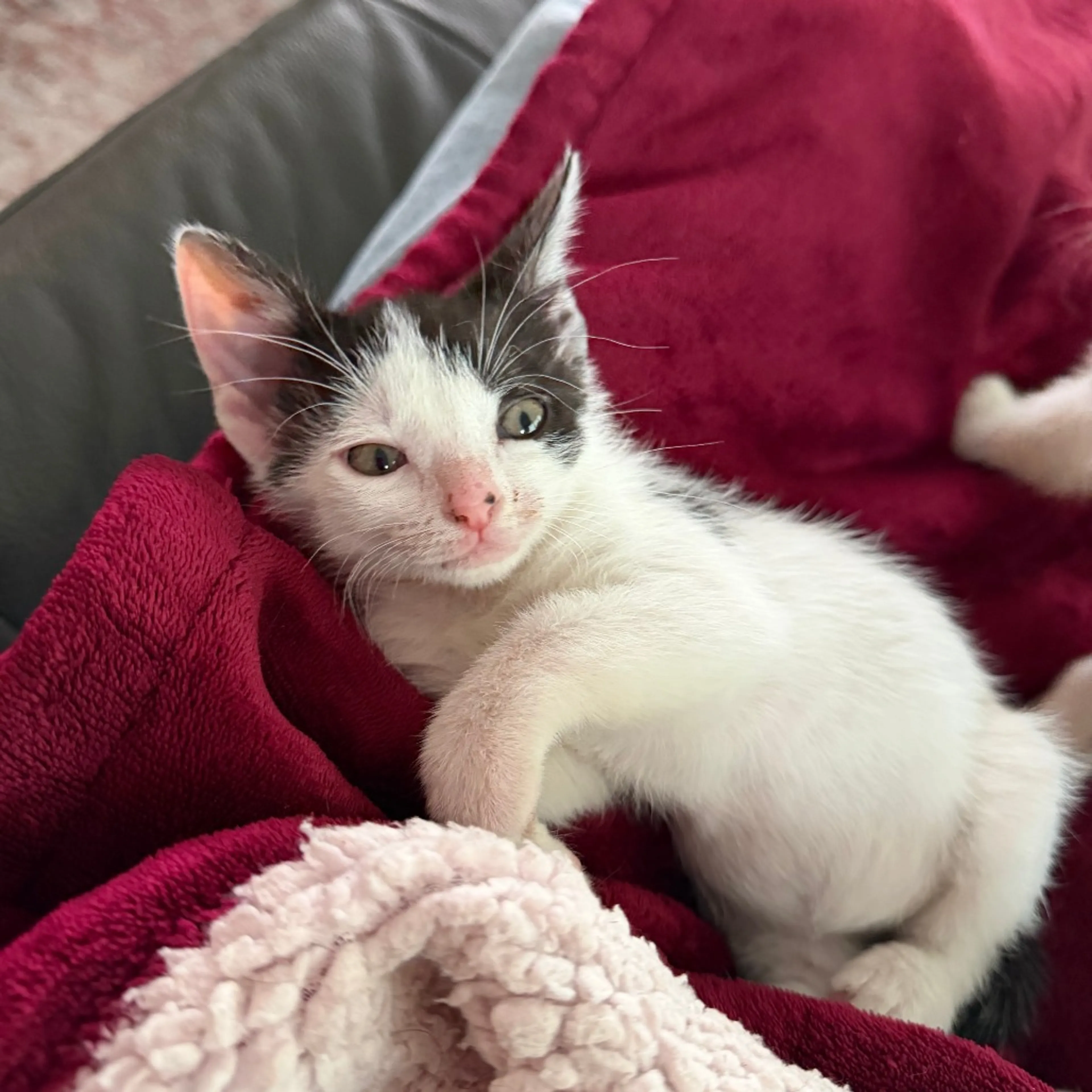 Found pet-6