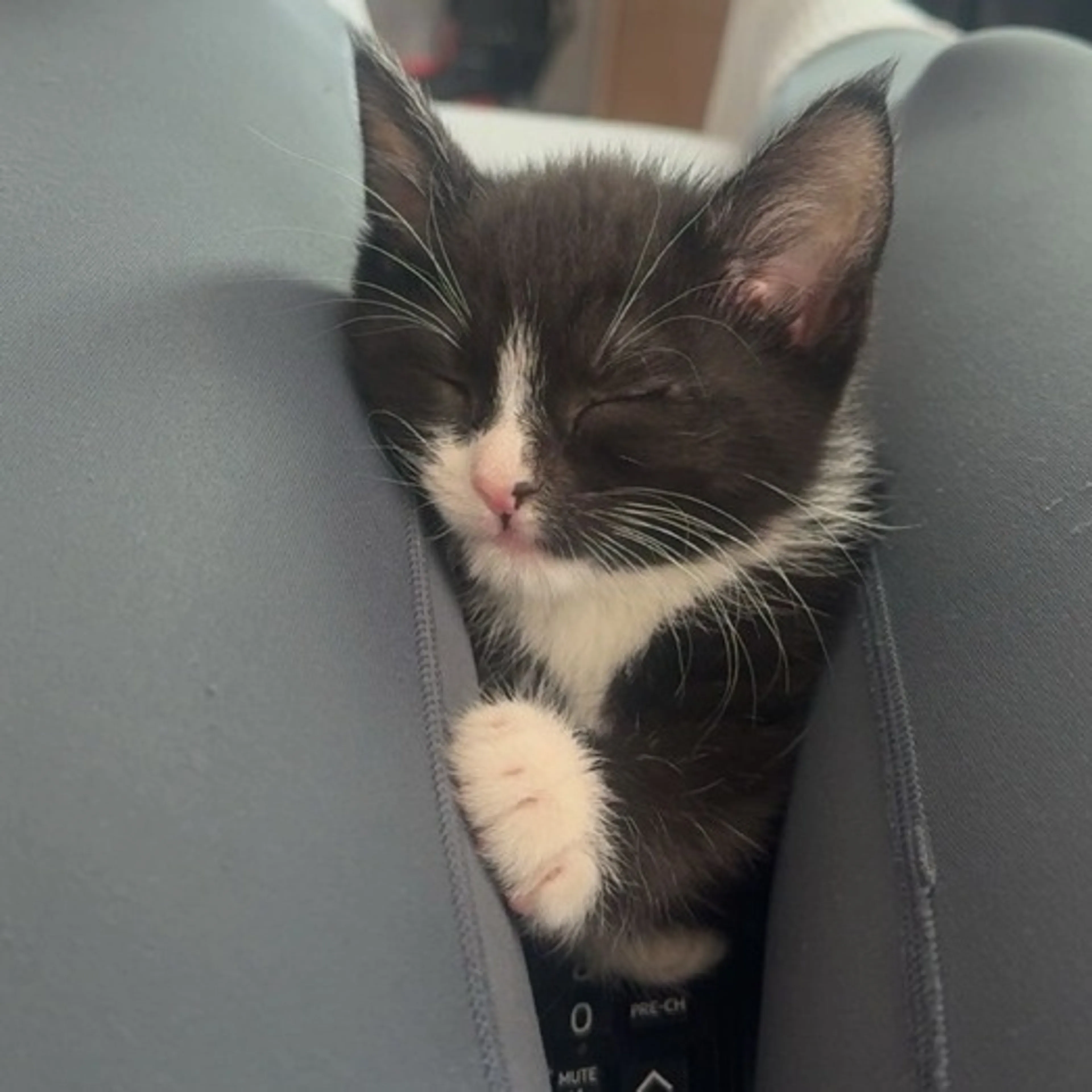 Found pet-1