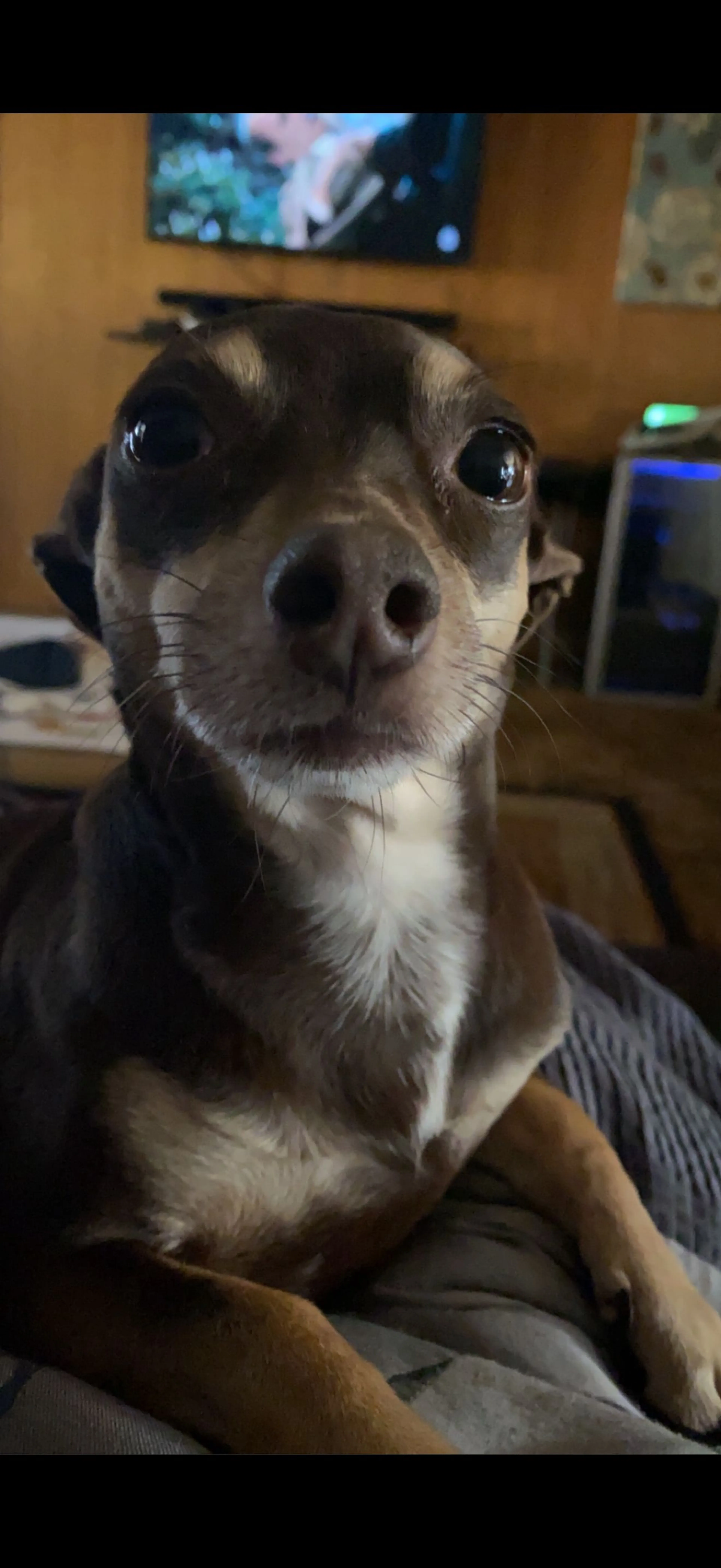 Lost pet