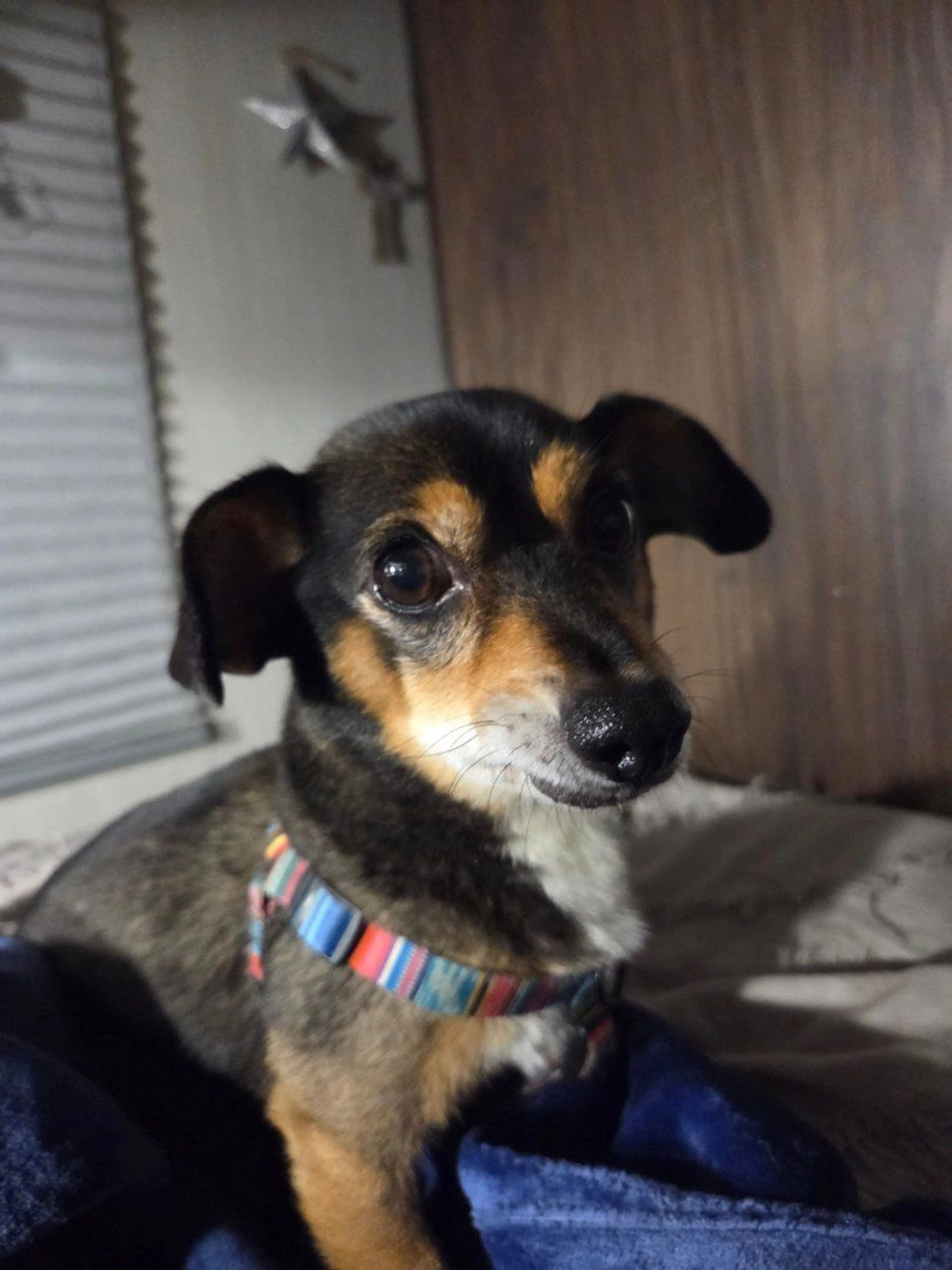 Lost pet