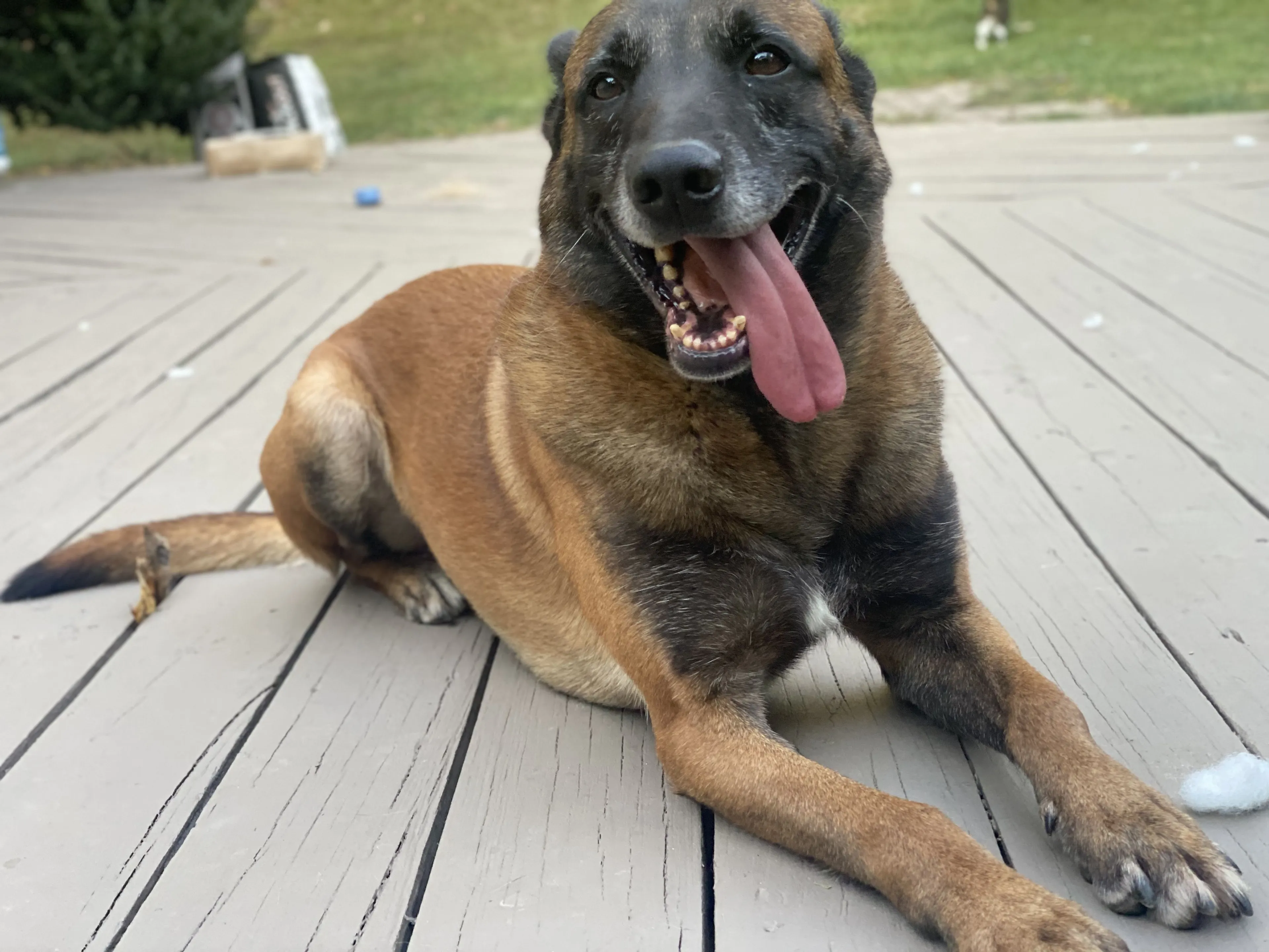 Lost pet